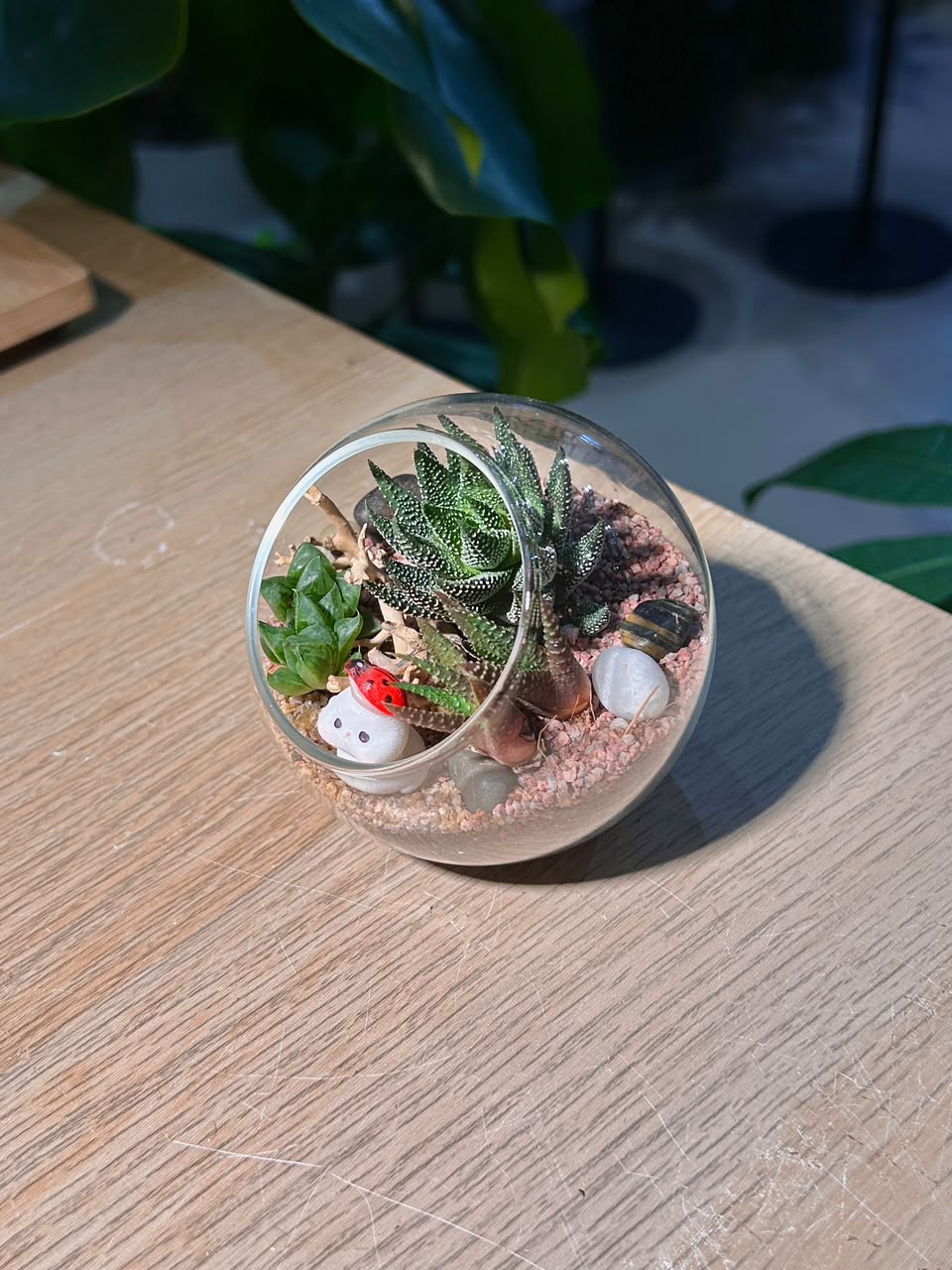 Succulent Arrangement Terrarium (εδΊε·ε±) Harworthia in Round Glass (S)