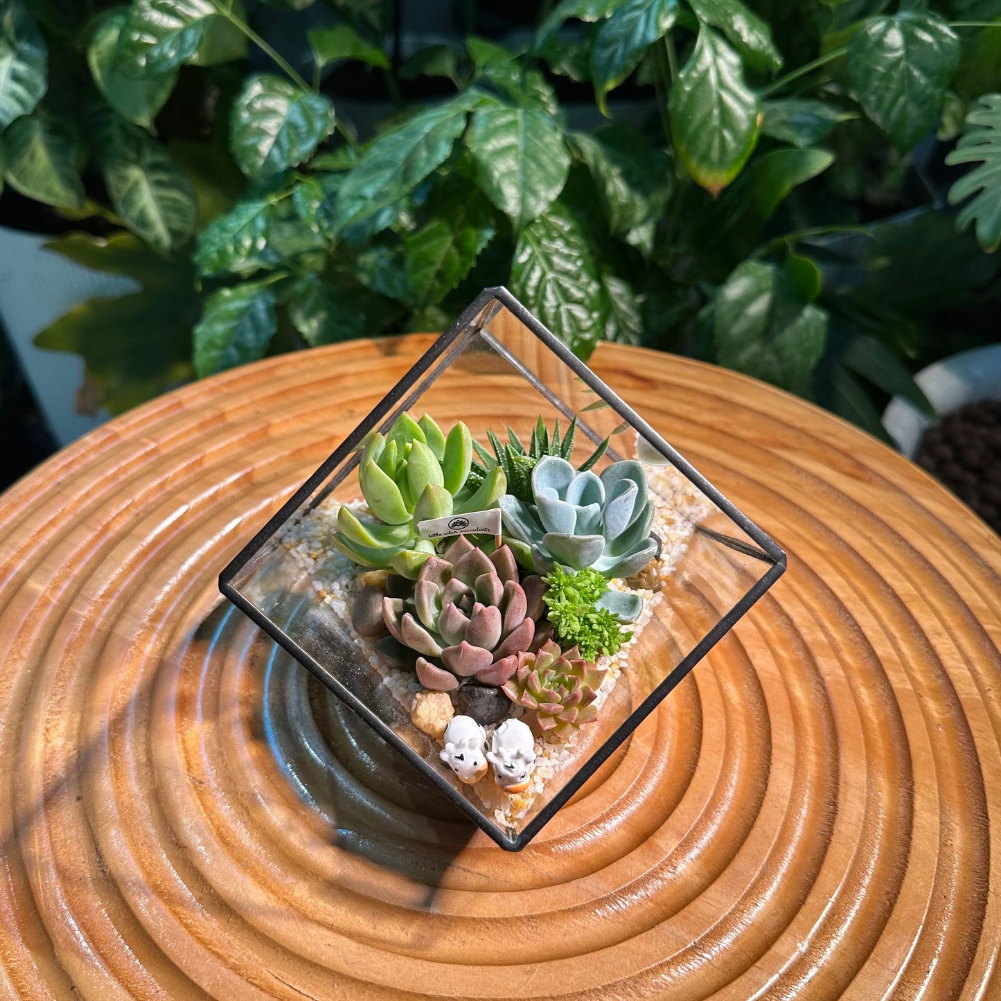Cubical Glass Succulent Terrarium DIY Kit - Black Frame