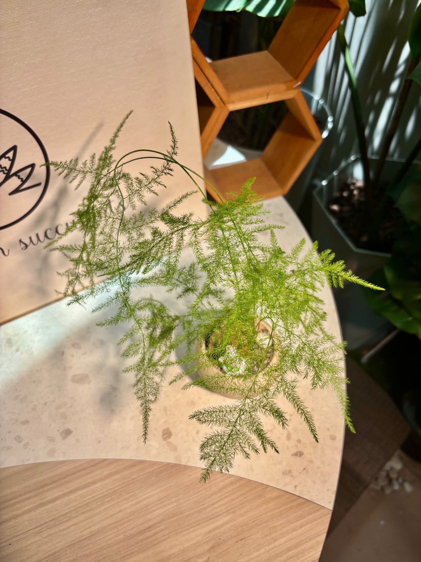 Asparagus Setaceus in Nude Pot 🧸