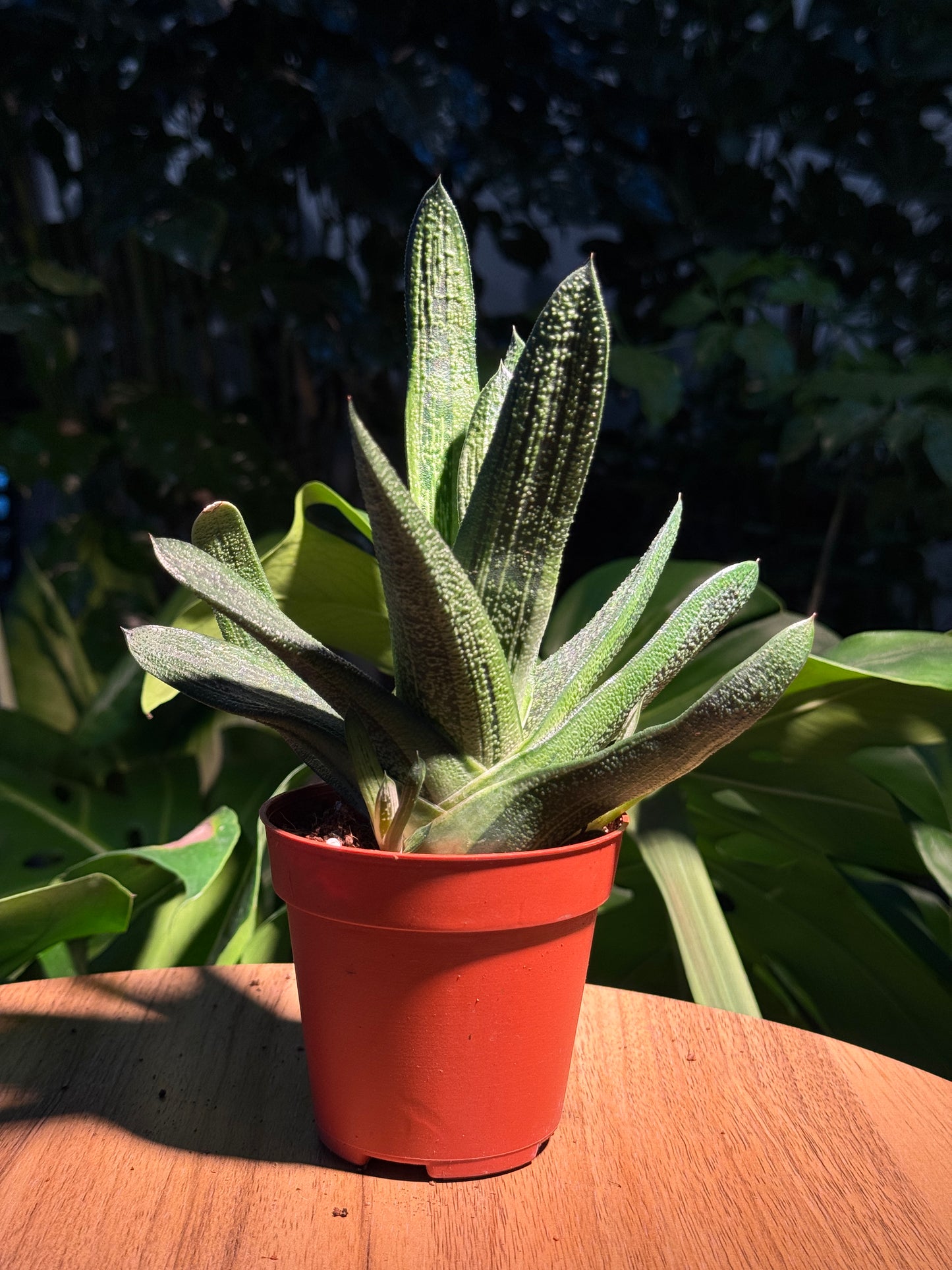 Gasteria in Plastic Pot