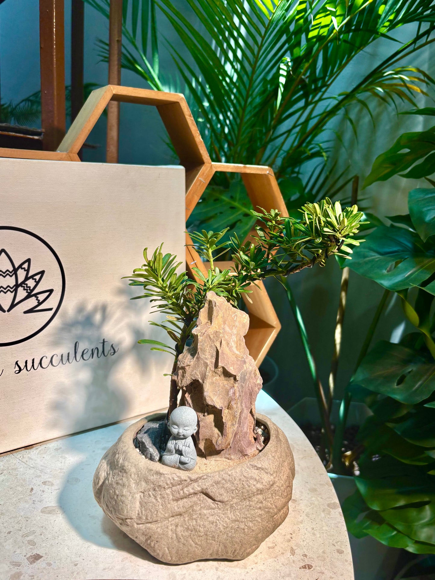 Podocarpus Macrophyllus in Rock Pot πͺ¨