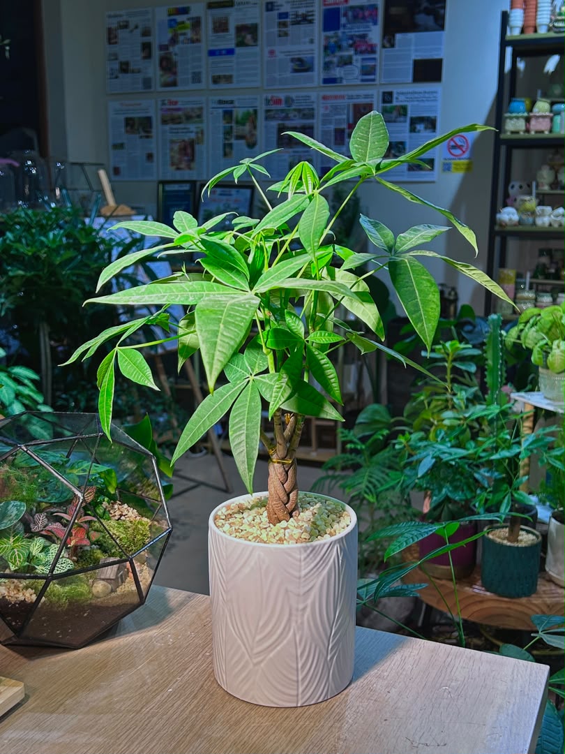 Money Tree (εθ΄’ζ ) Pachira Aquatica in Textured Leaf Pattern Ceramic Pot
