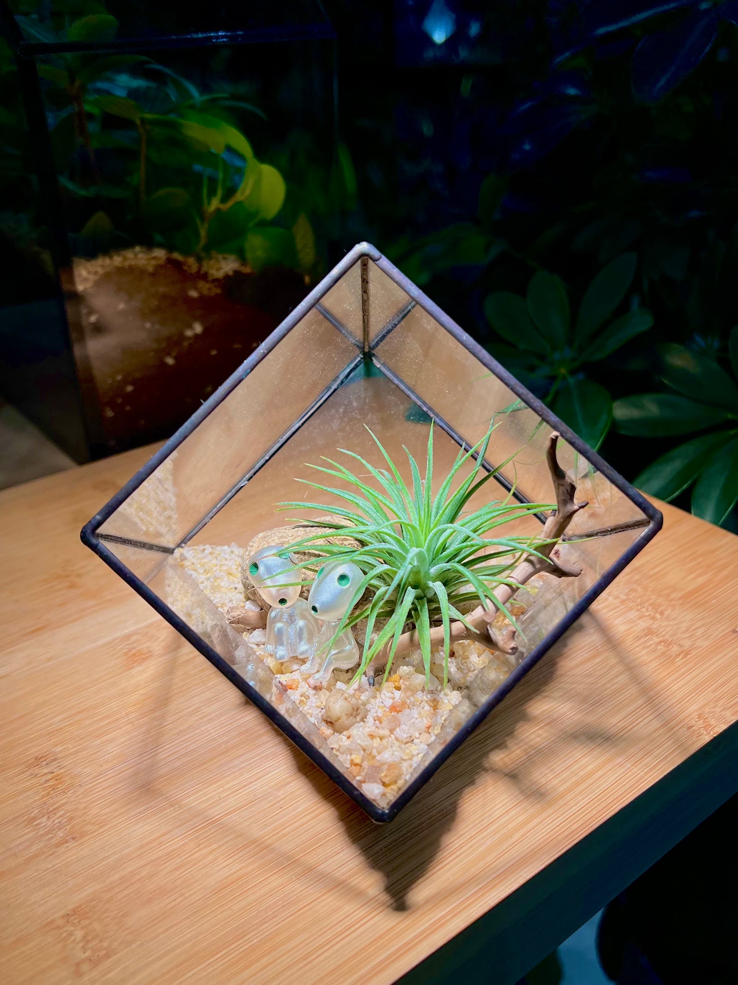 Airplant in Black Frame Cubical Glass