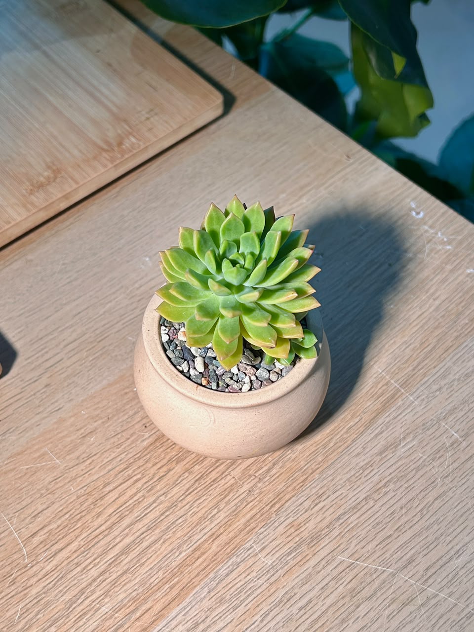 Golden Glow (η³θ²θ±ι»δΈ½) Sedum Golden Glow in Matte Ceramic Pot
