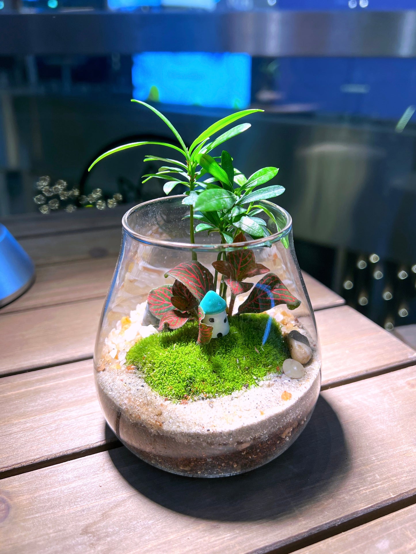 Fittonia & Fern with Moss Arrangement in Water Drop Terrarium Glass