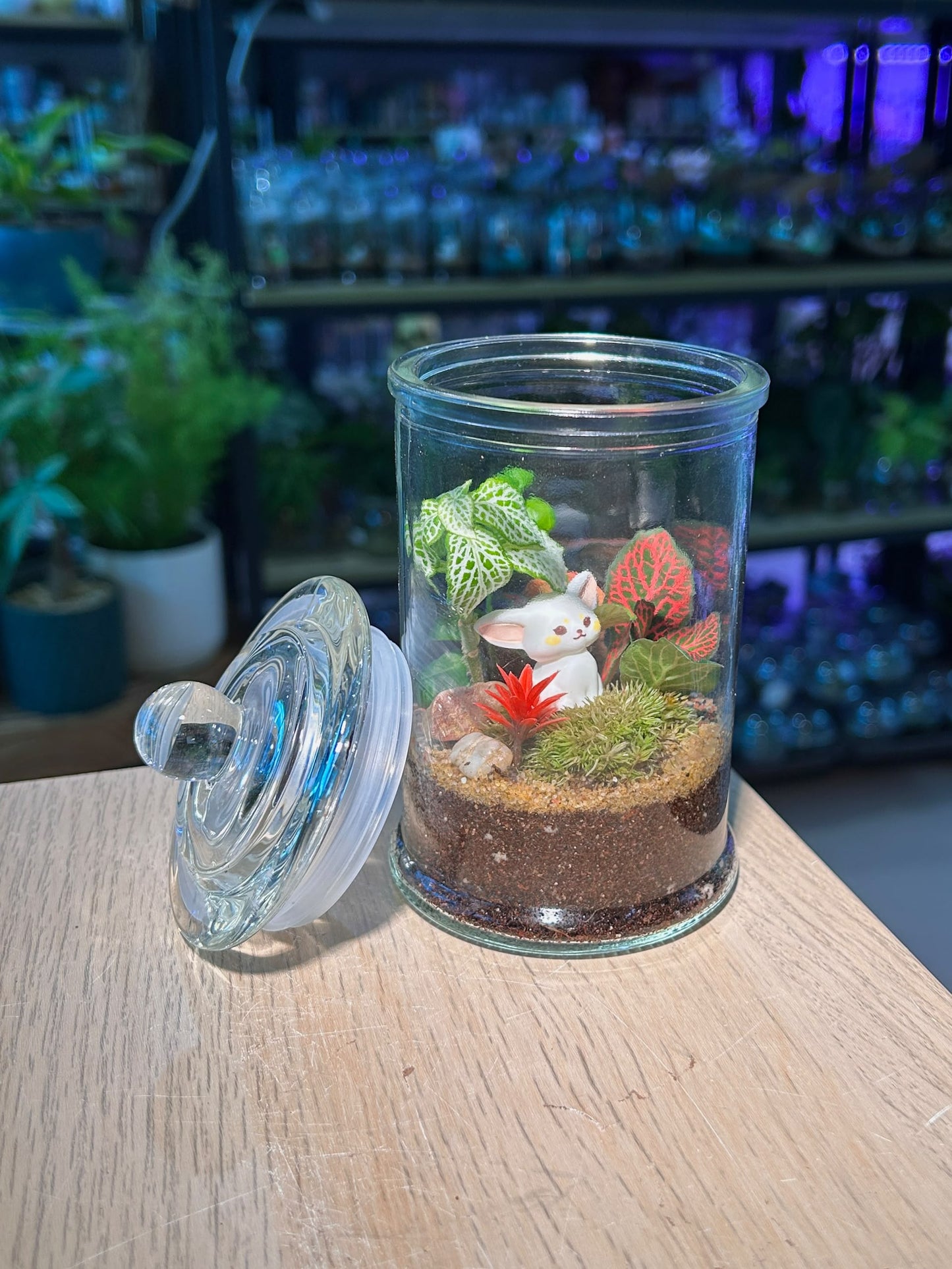 Indoor Plant Arrangement Fittonia & Moss & Bubble (็ฝ็บน่ & ่่ & ้ป็พไบบ) in Glass Jar