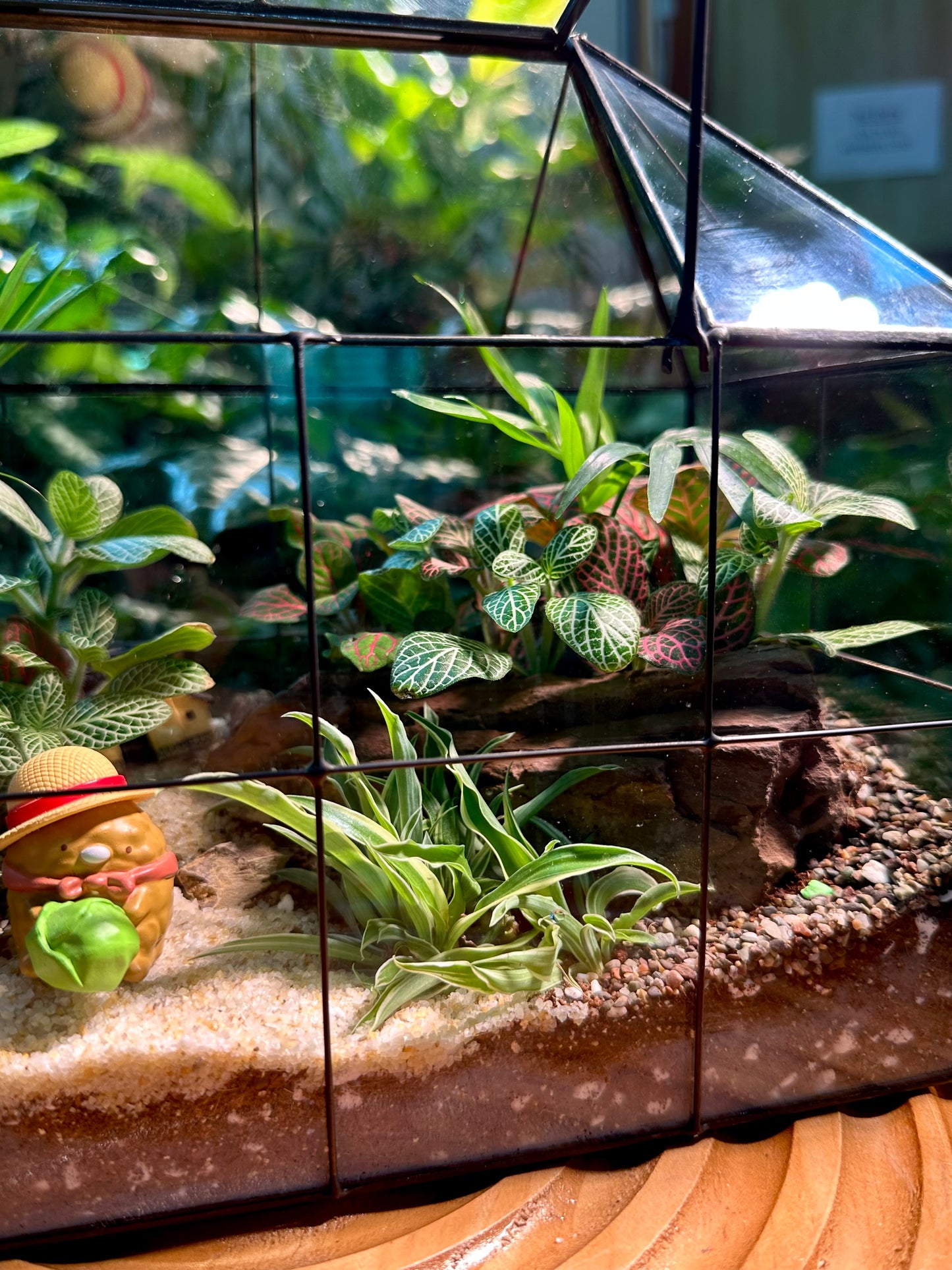 Black Frame Housing Designer Terrarium