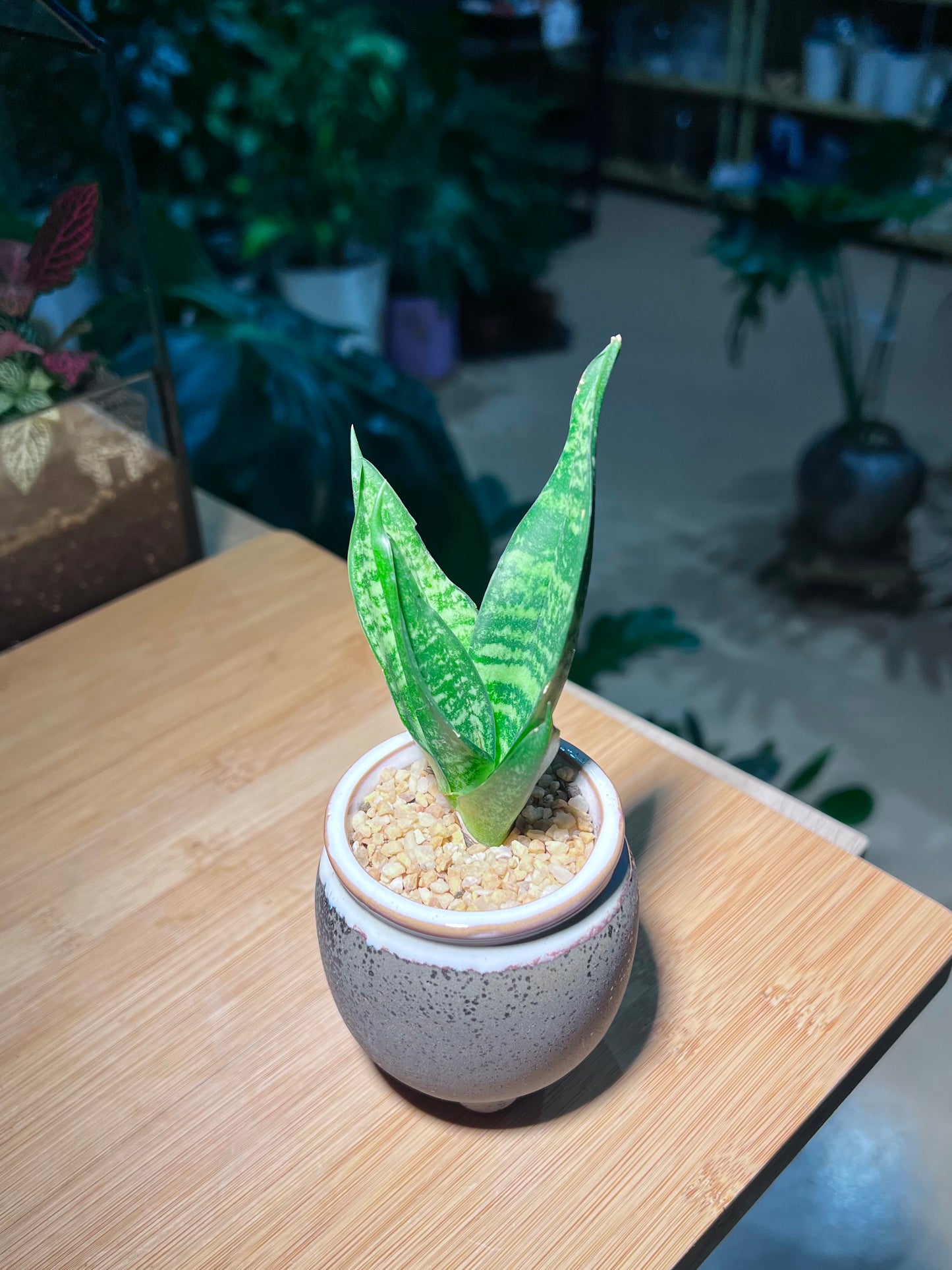 Senseveria in Greyish Ceramic Pot