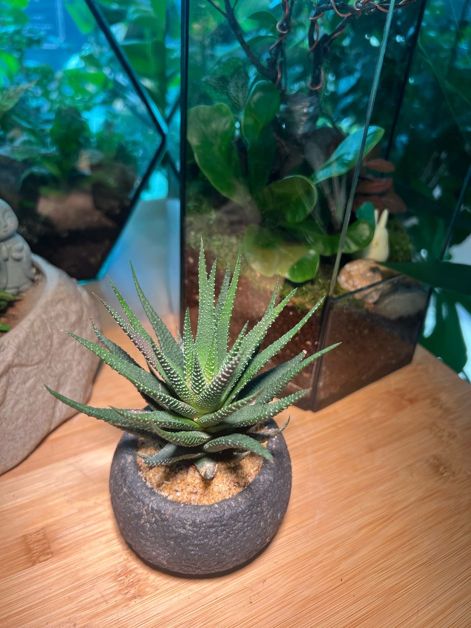 Harwothia in Grey Zen Concrete Pot