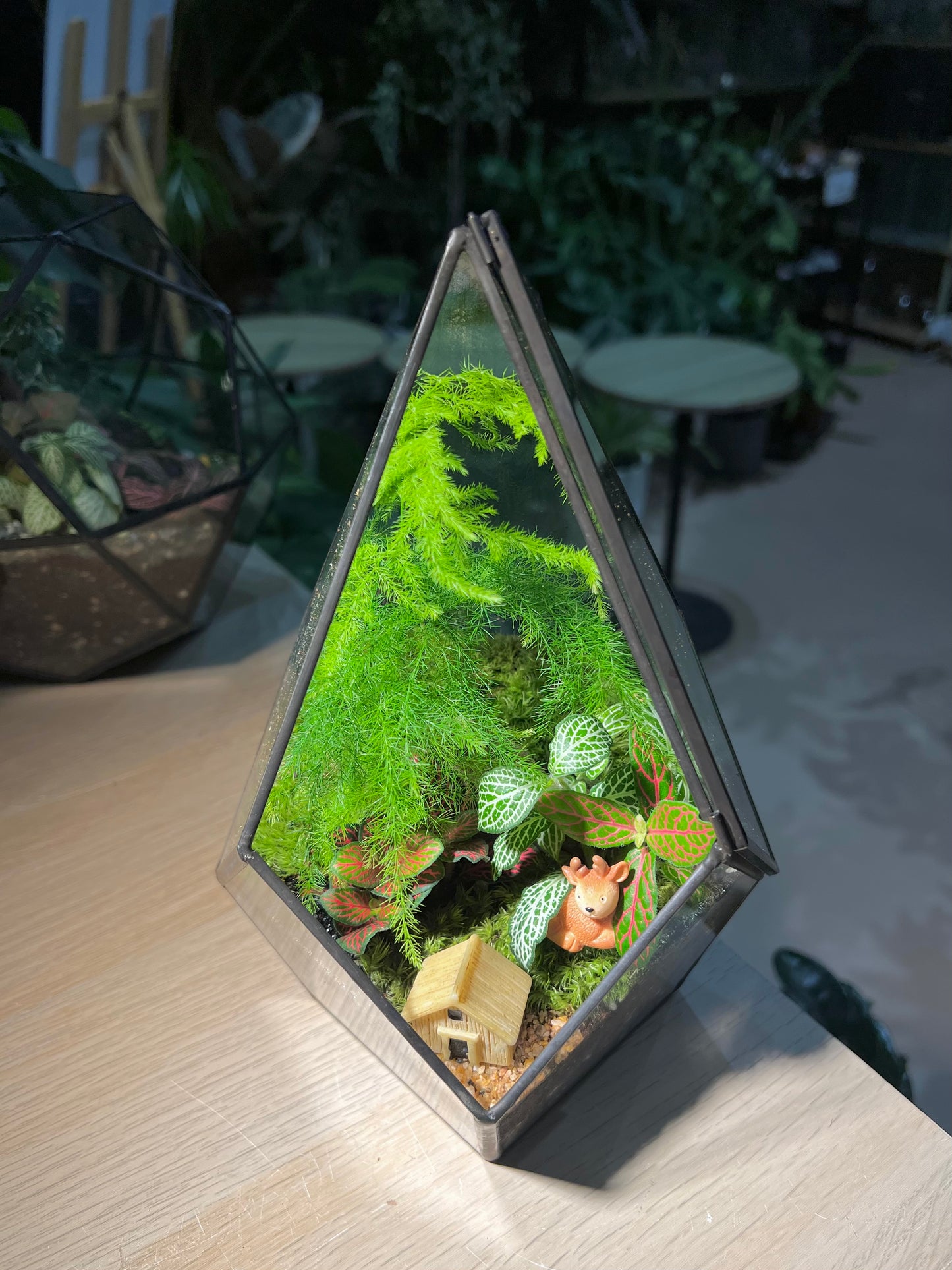 Fittonia and Asparagus Fern with Moss (Indoor Plant) Arrangement in Diamond Glass Square Base with Lid Terrarium