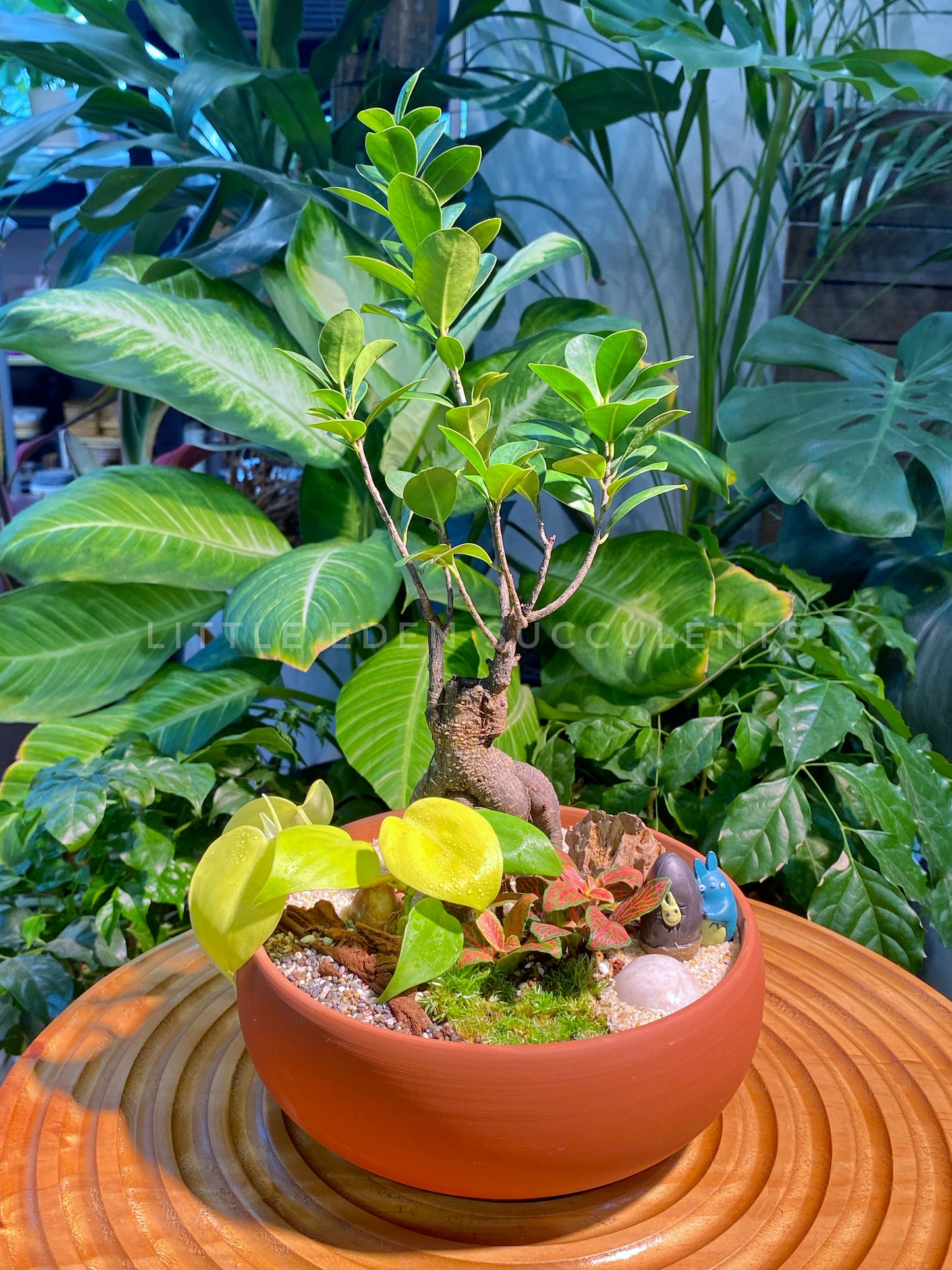 Fittonia, Fern and Ficus Ginseng with Moss Arrangement in Terracotta Ceramic Pot