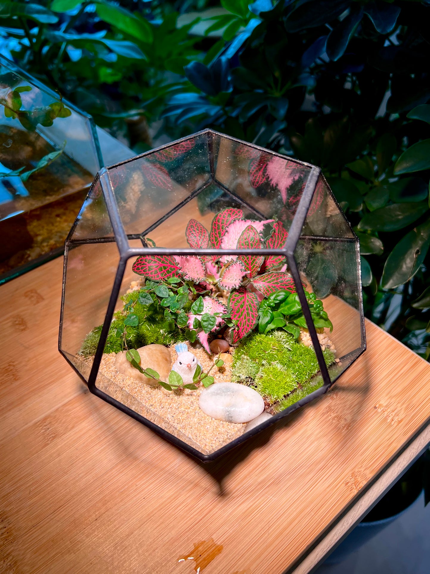 Fittonia and Fern with Moss Arrangement in Nonagon Glass