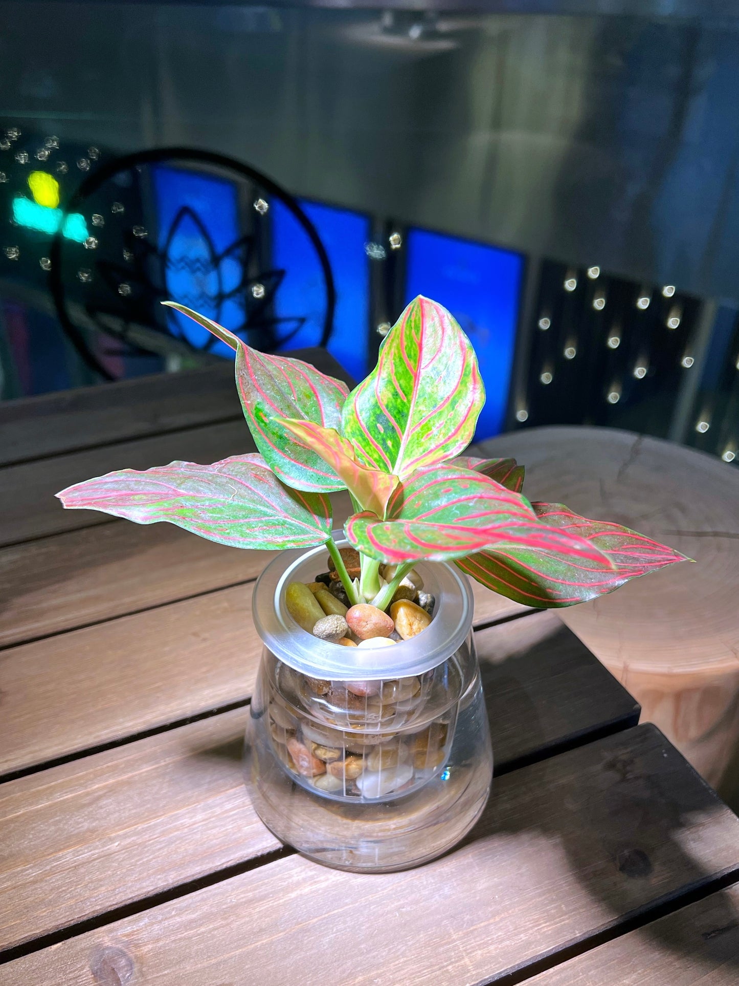 Aglaonema in Fuji Water Based Glass