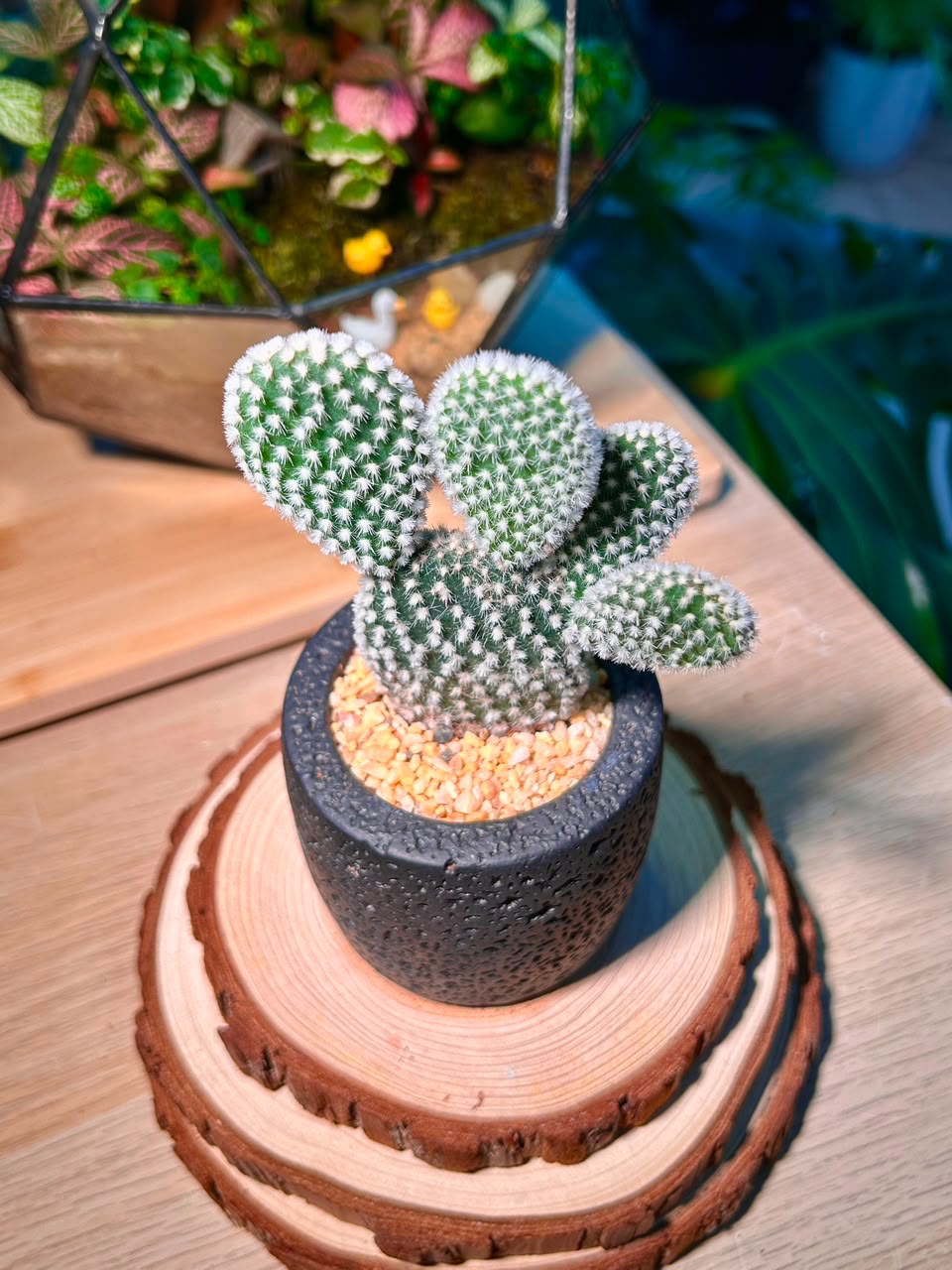 Bunny Ears Cactus (Mickey Mouse) in Matt Black Pot