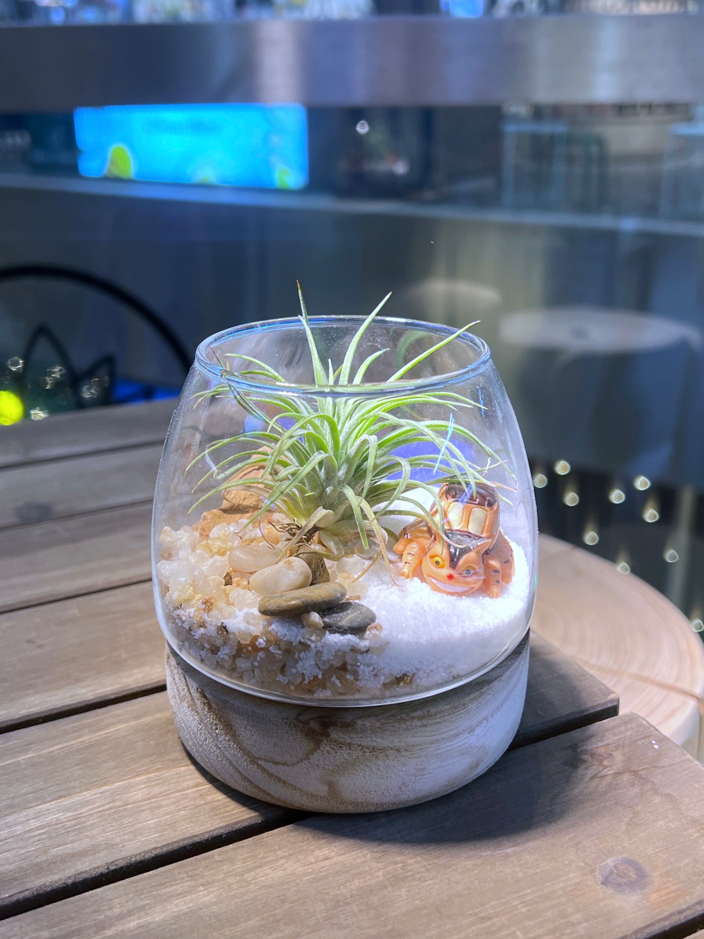 Airplant in Muji Glass with Wooden Base