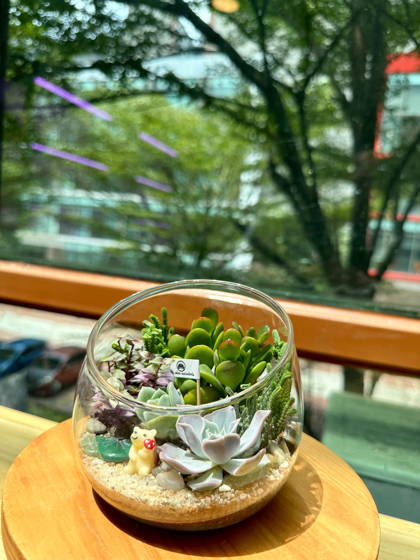Succulent Arrangement in Slanted Glass (L)
