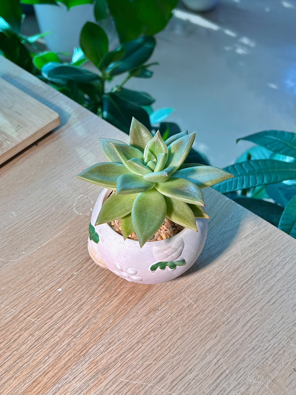 Golden Glow (η³θ²θ±ι»δΈ½) Succulent in Matte Cute Ceramic Pot