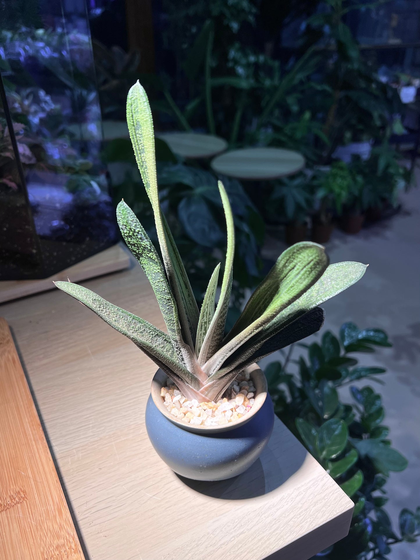 Gasteria Little Warty in Sea Blue Ceramic Pot