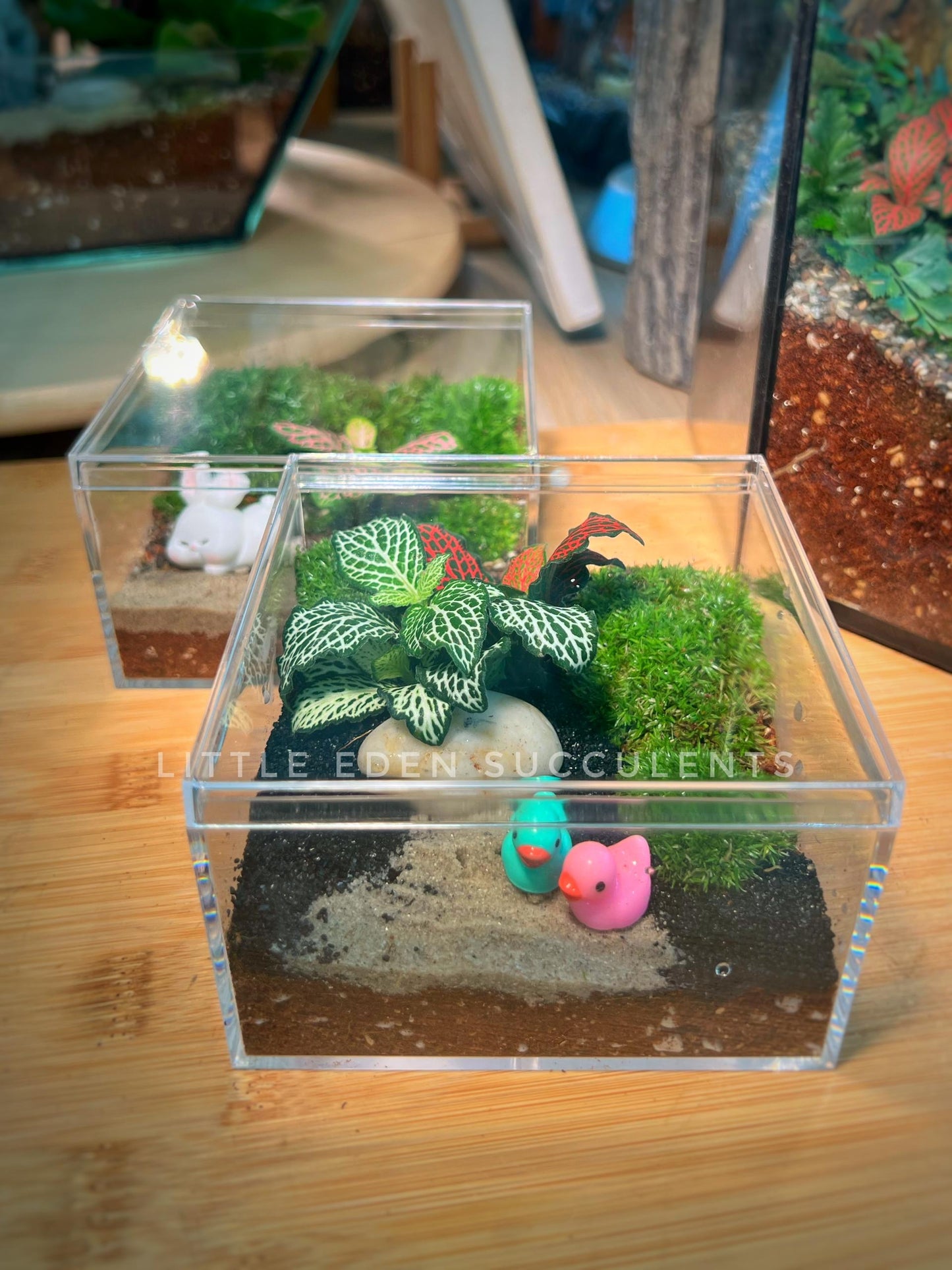 Fittonia with Moss Arrangement in Arcylic Box Terrarium (L2)