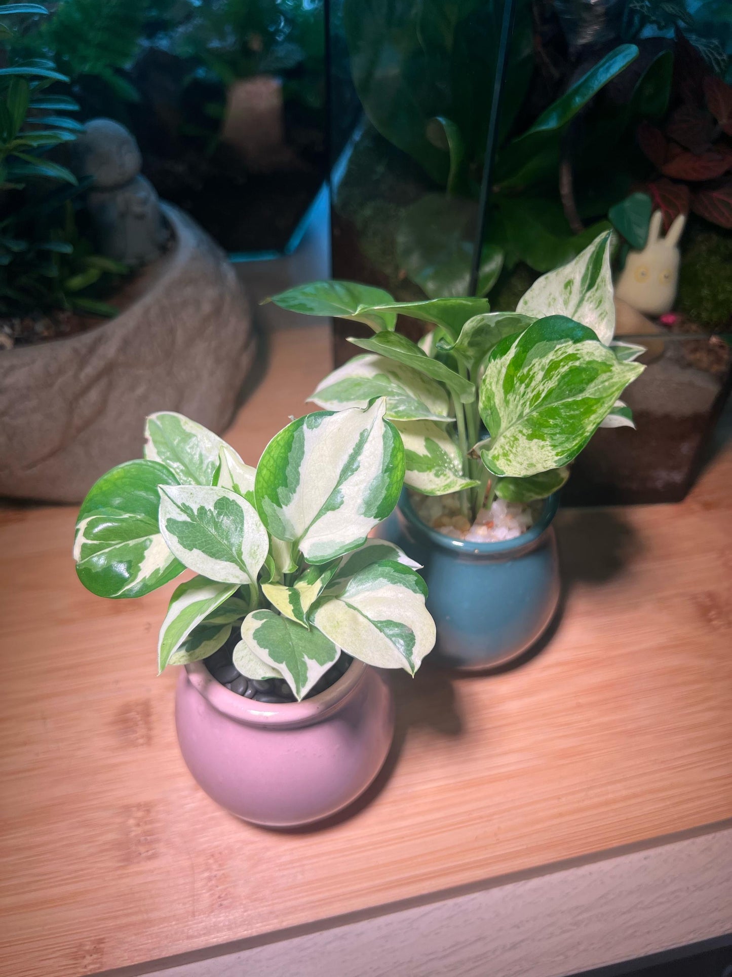 Golden Pothos in Pink/Blue Ceremic Pot