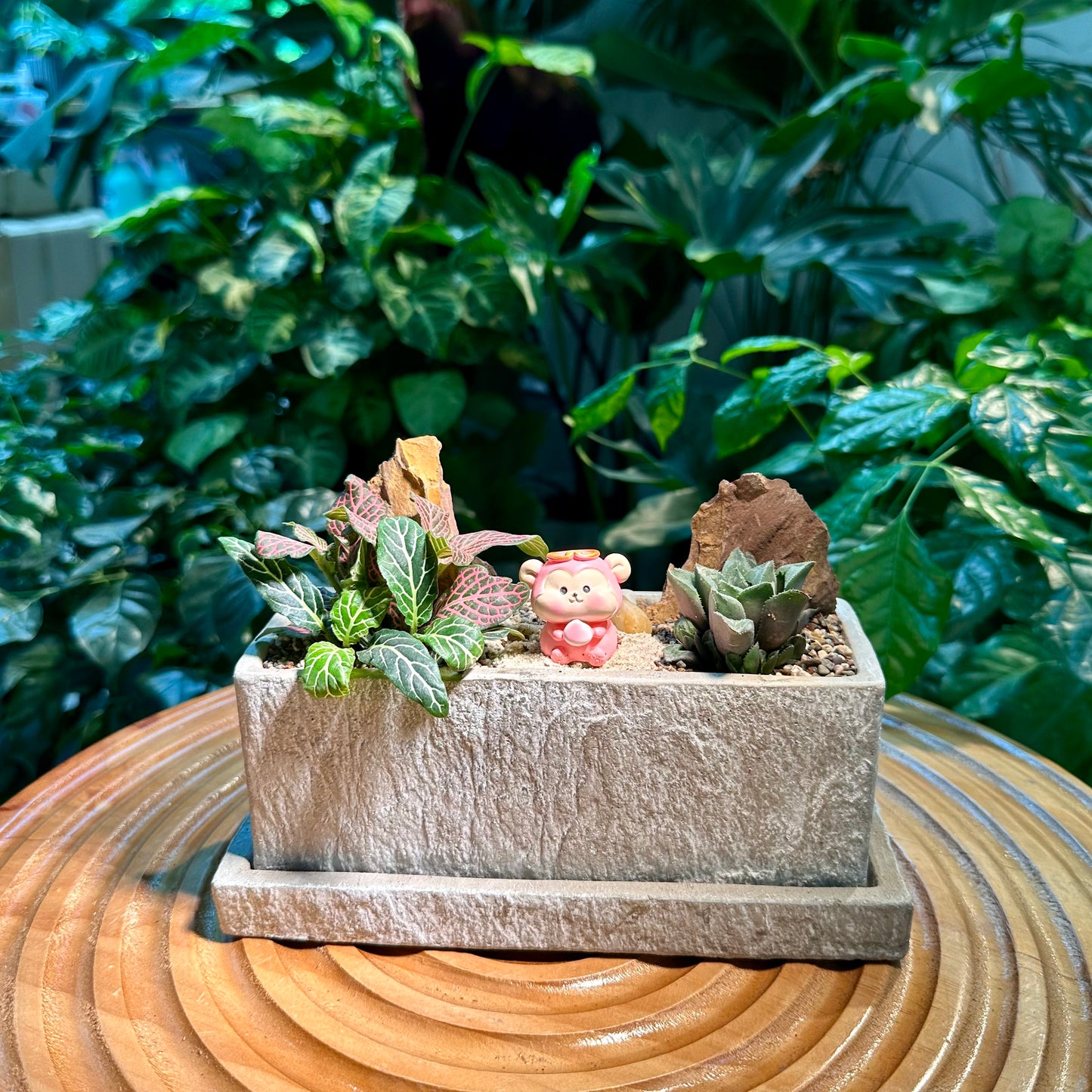 Fittonia and Haworthia Arrangement in Designer Pot