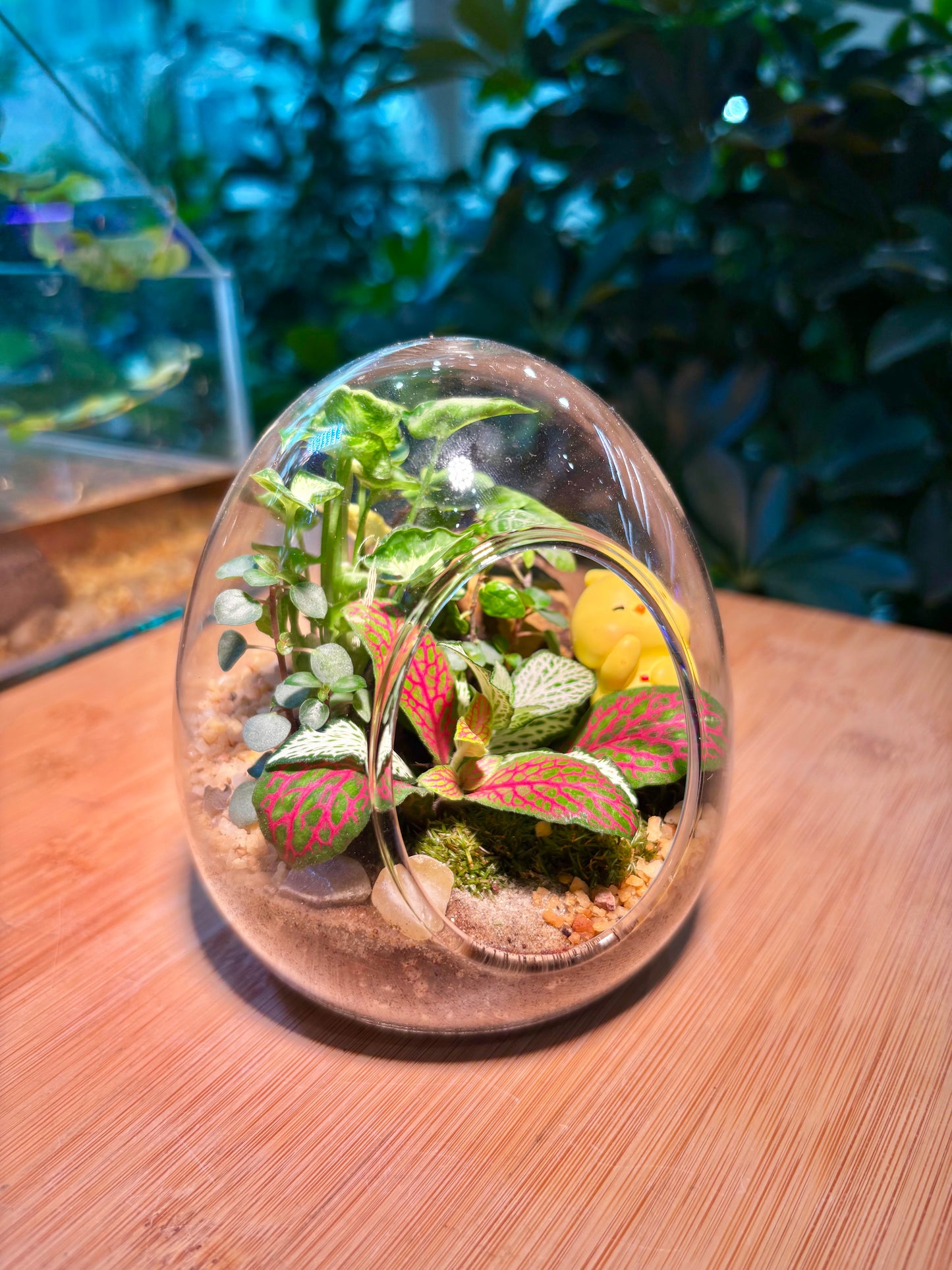 Fittonia and Fern with Moss Arrangement in Eggette Glass Terrarium
