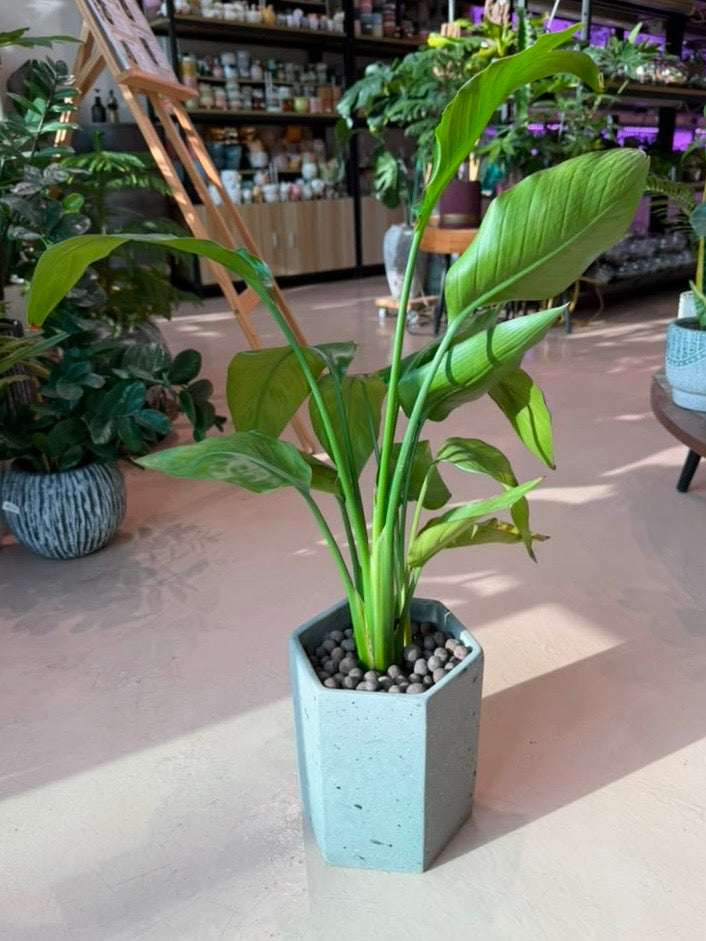 Bird of Paradise (å¤©å ‚é¸Ÿ) in High Density Claypot