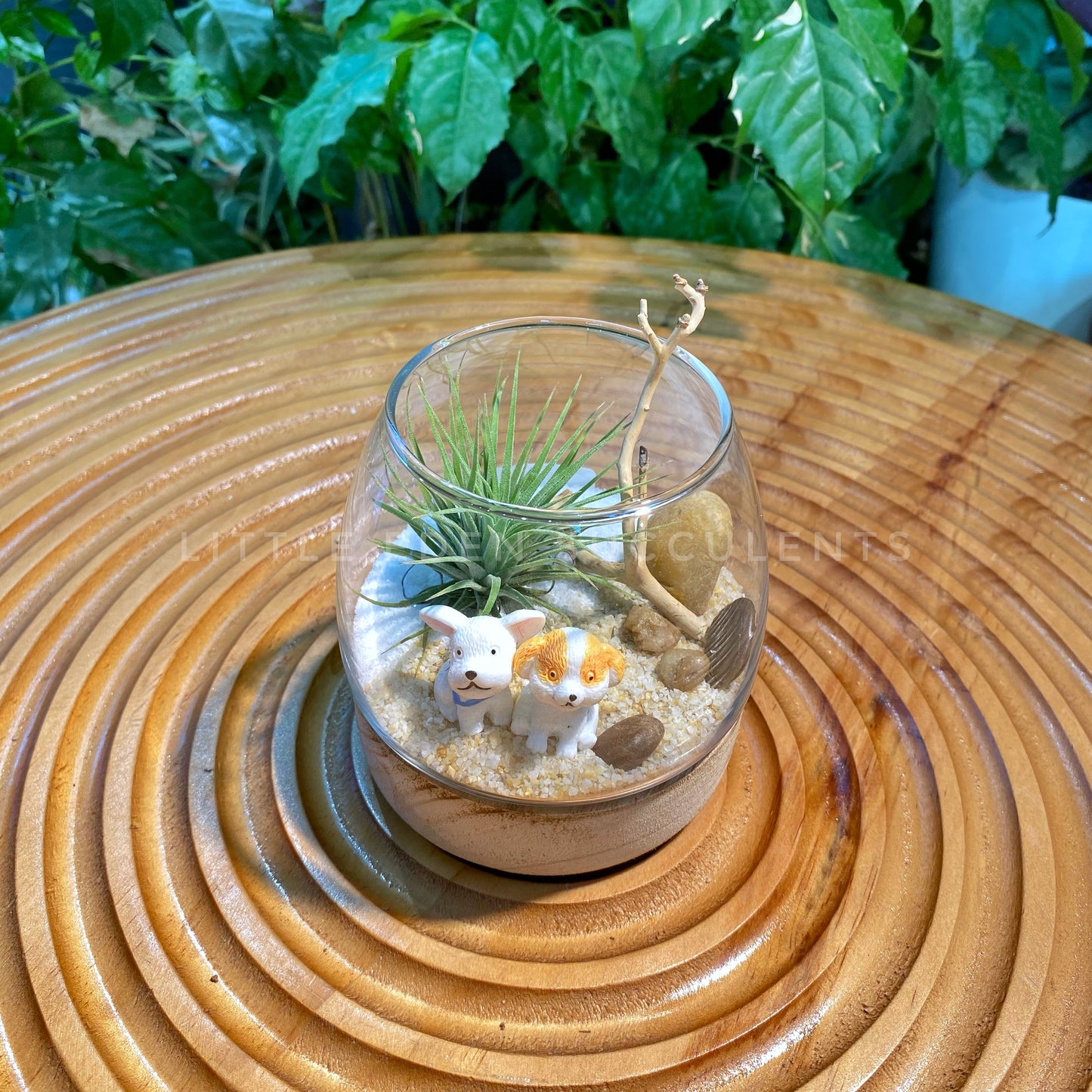 Airplant in Muji Glass with Wooden Base