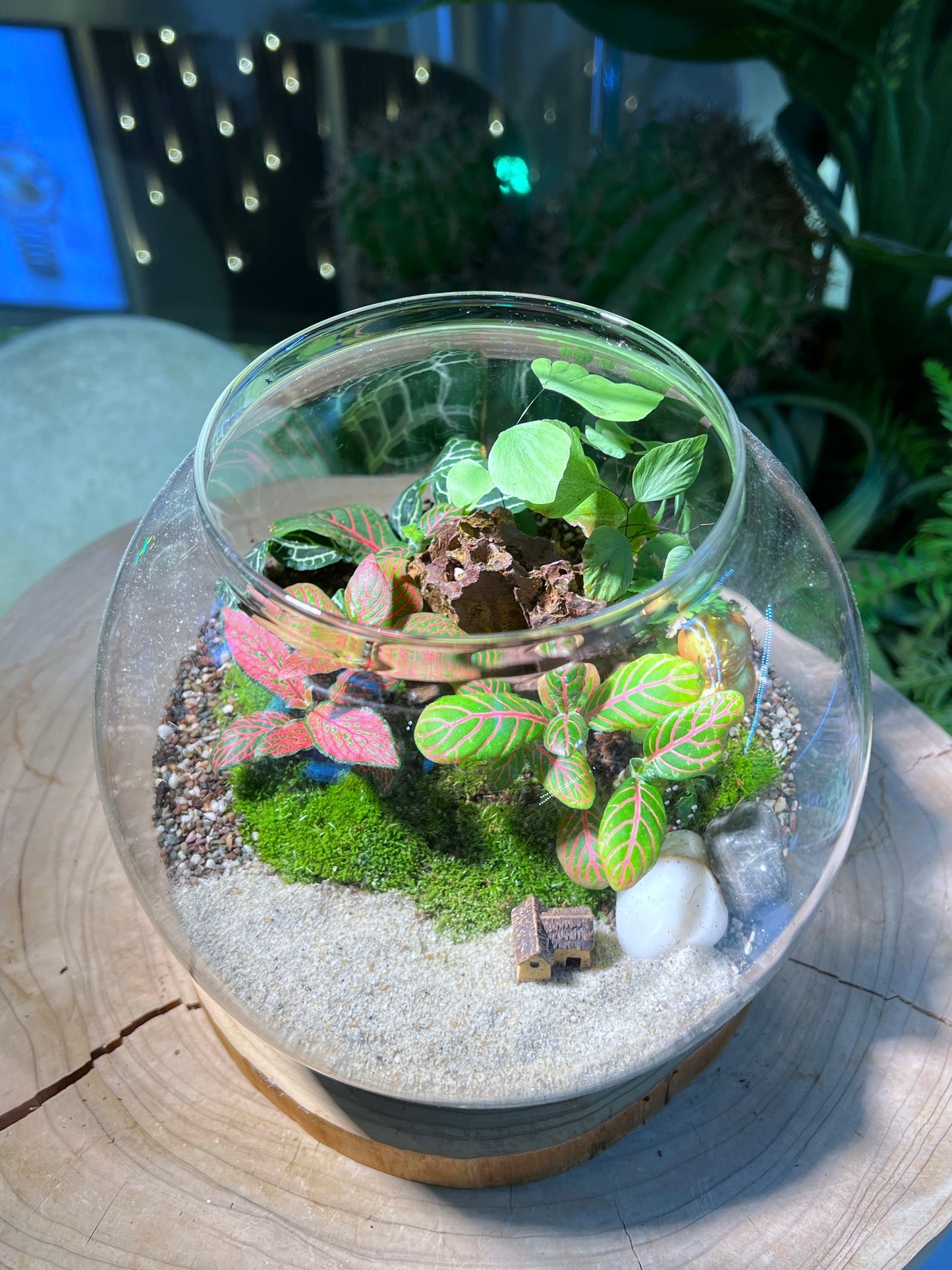 Fittonia & Fern with Moss Arrangement in Fishbowl with Lid