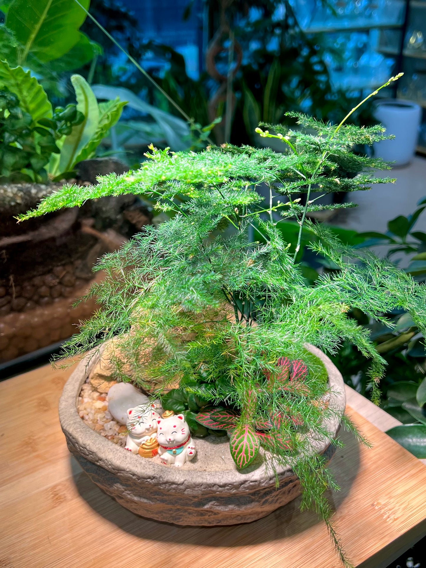 Fittonia and Asparagus Fern with Bubble Plant Arrangement in Faux Stone Concrete Pot