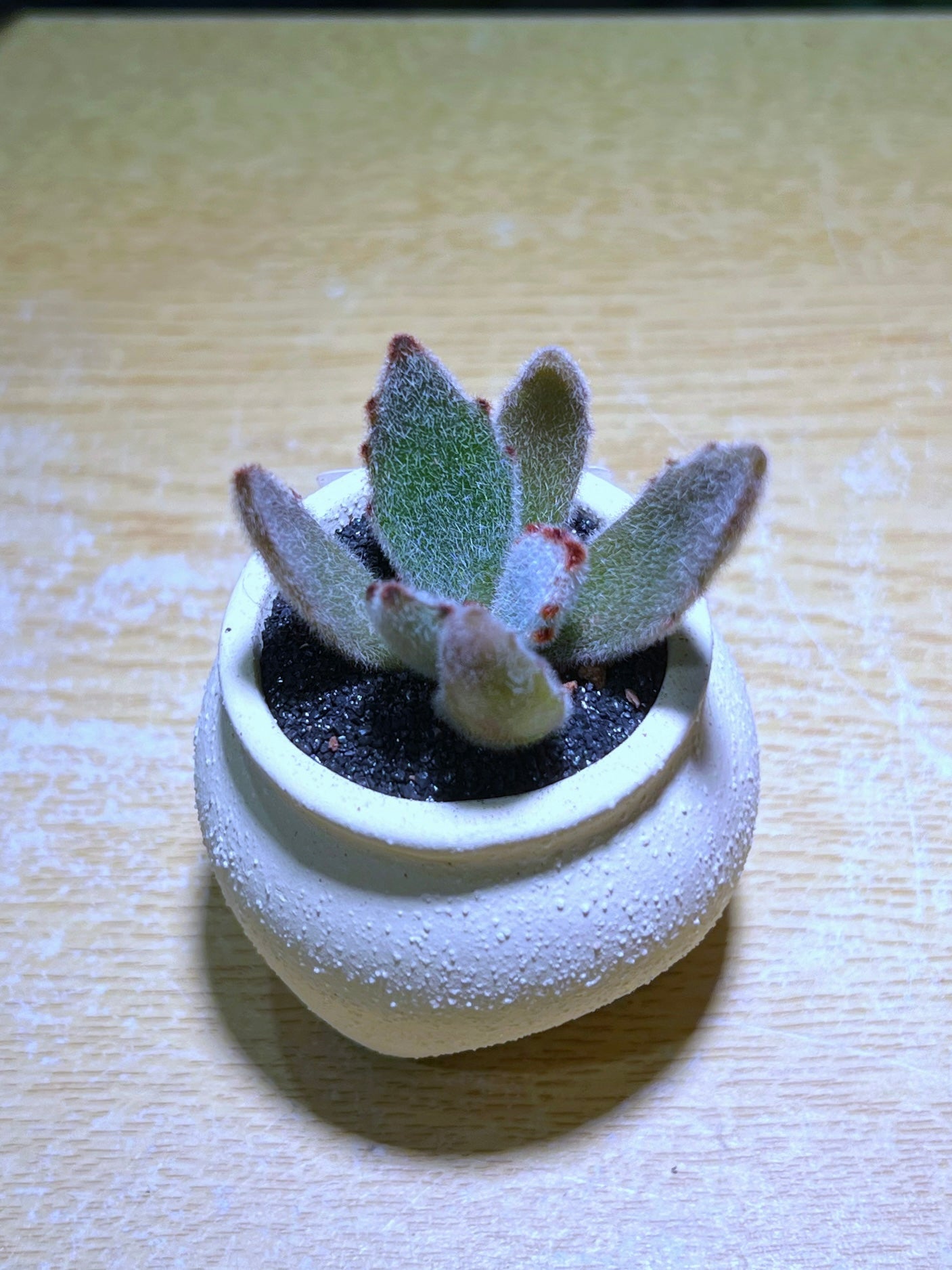 Kalanchoe Tomentosa in Fat Triangular Based Pot