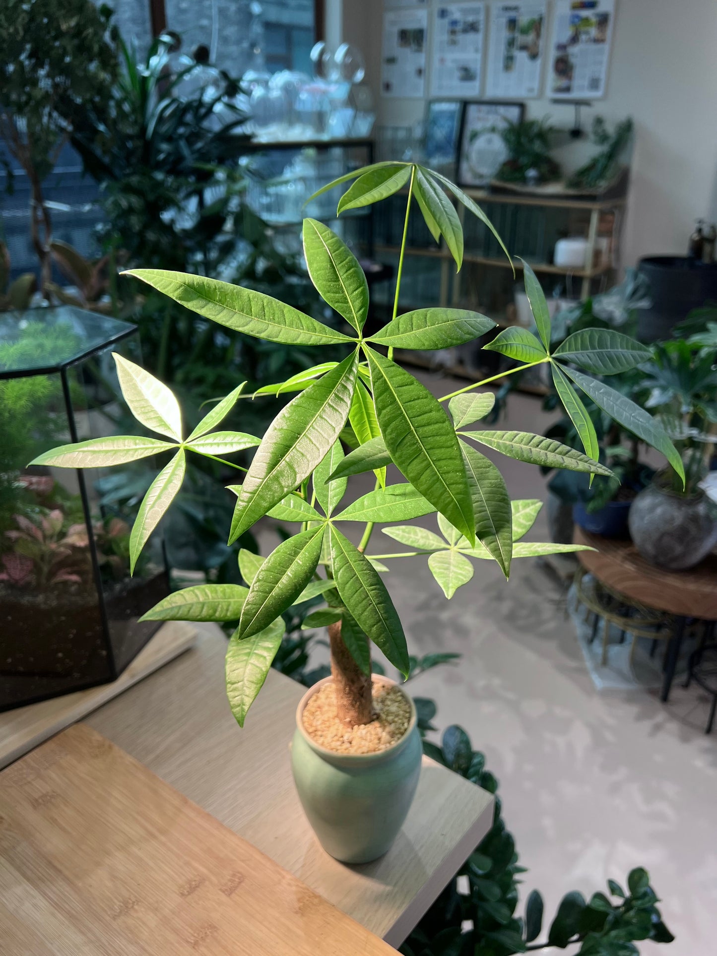 Pachira (发财树) Money Tree in Tall Ceramic Pot