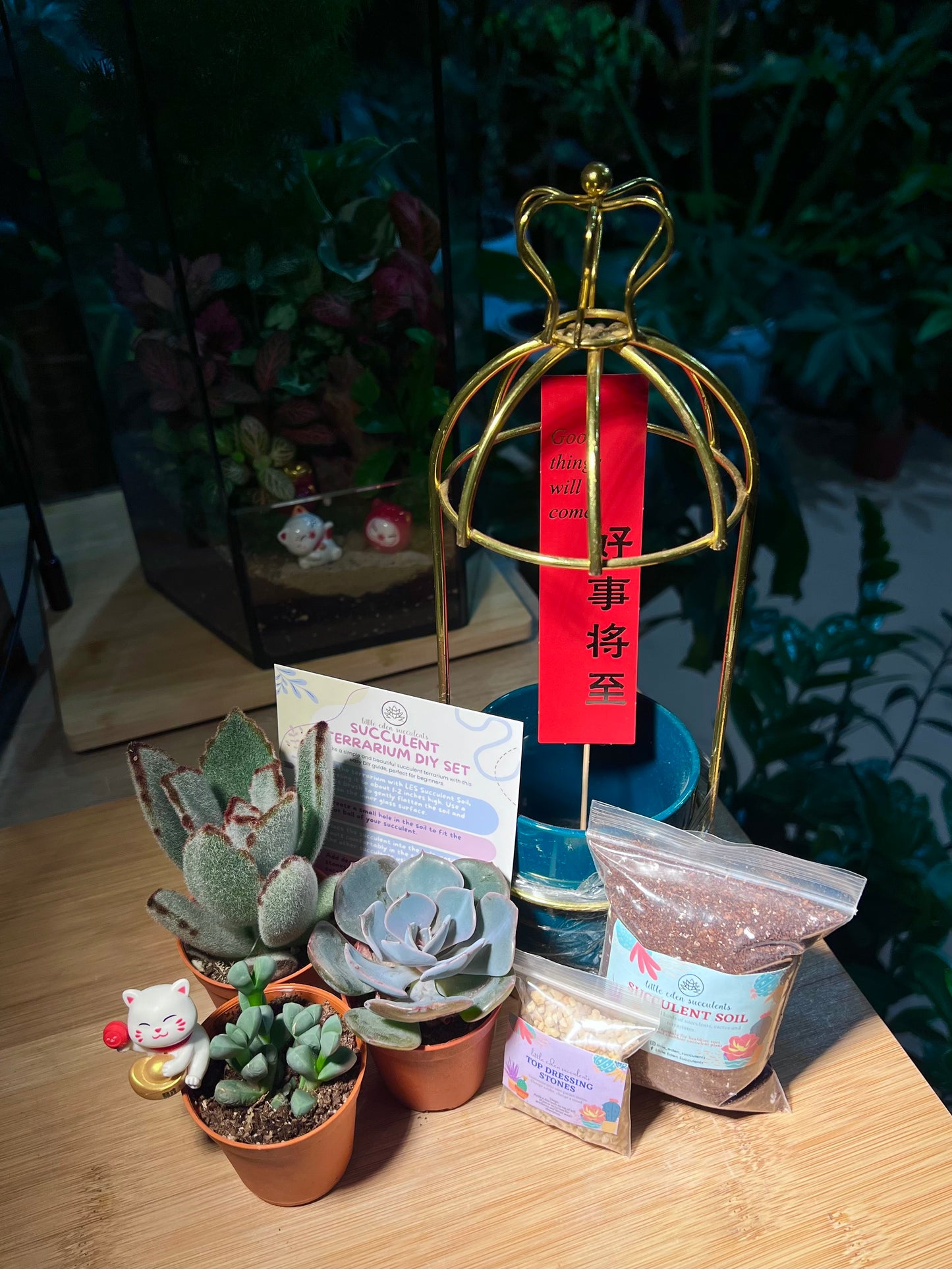 Mother’s Day Gift - Succulent in Crown Wire Pot