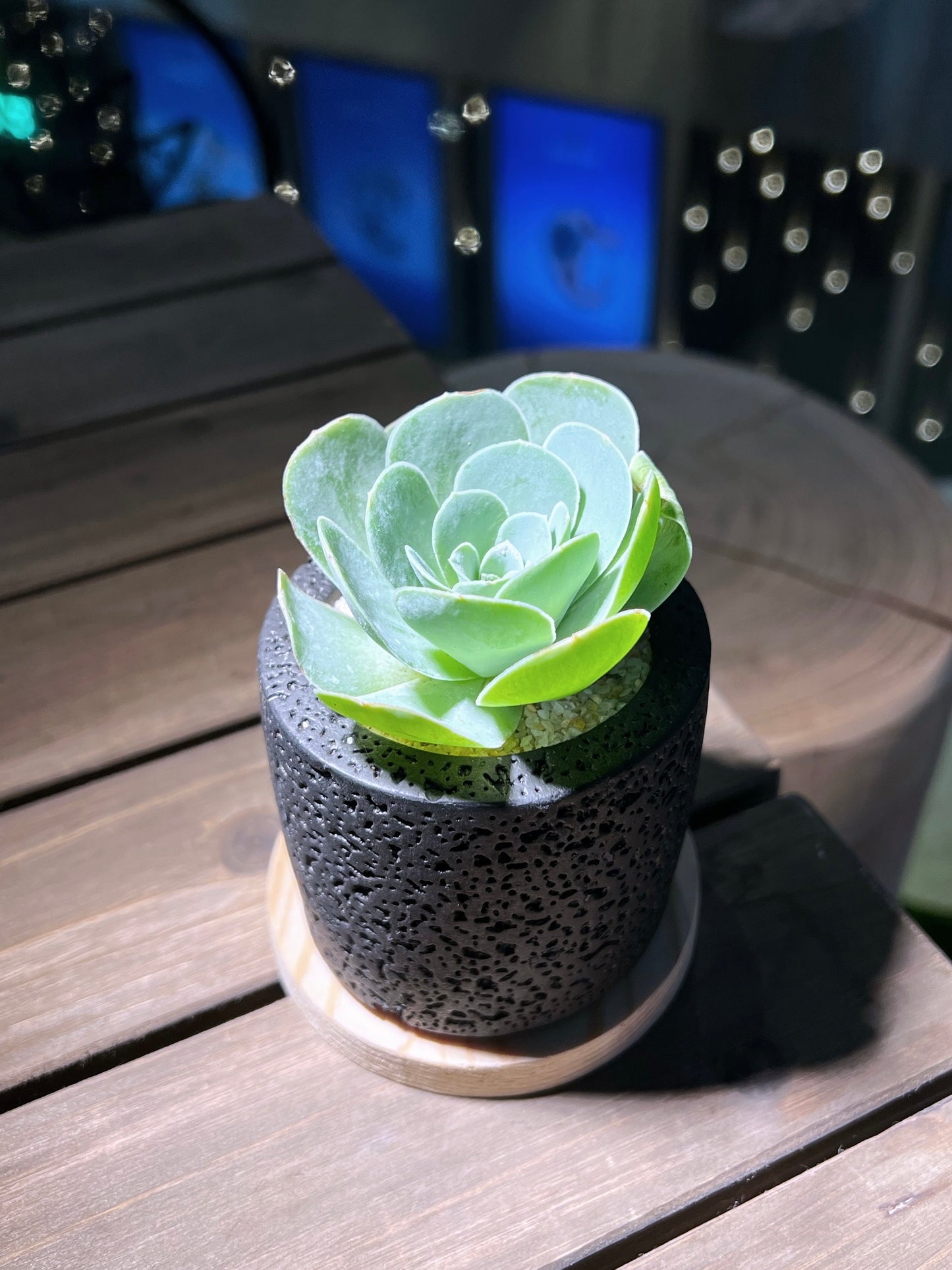 Mountain Rose in Handmade Concrete Pot