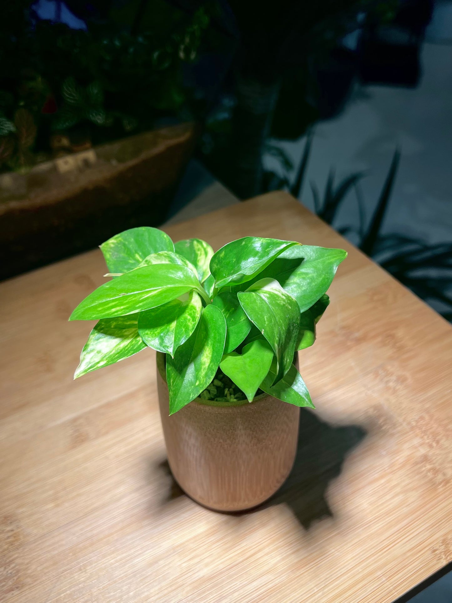 Pothos Njoy in Bamboo Pot