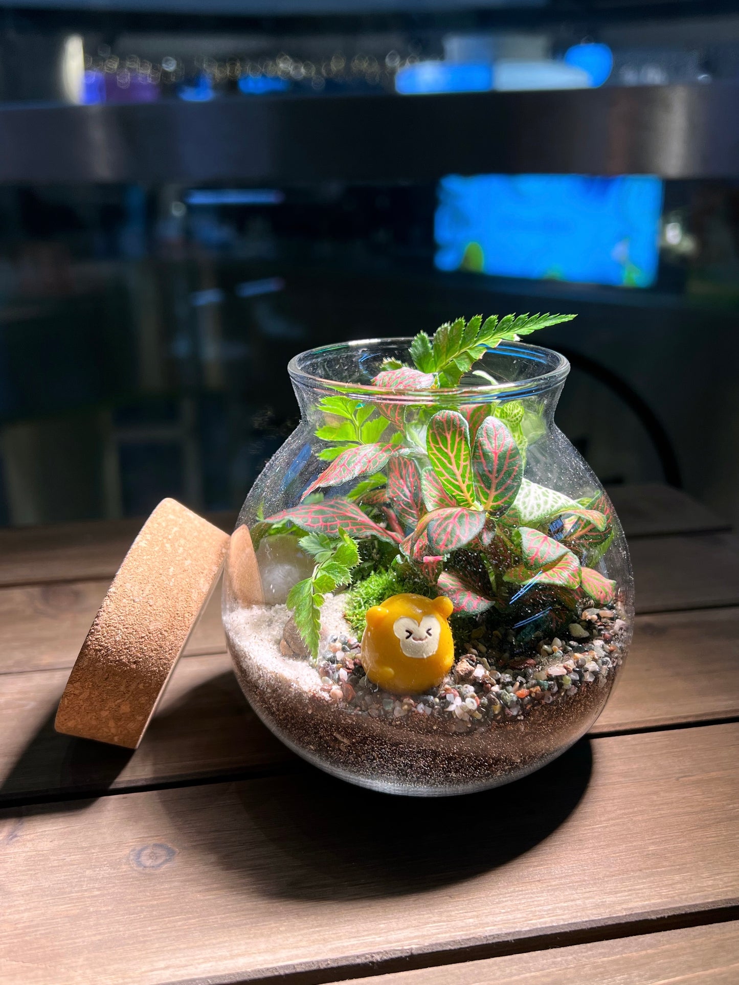 Fittonia and Fern with Moss Arrangement in Round Covered Glass Terrarium (S)