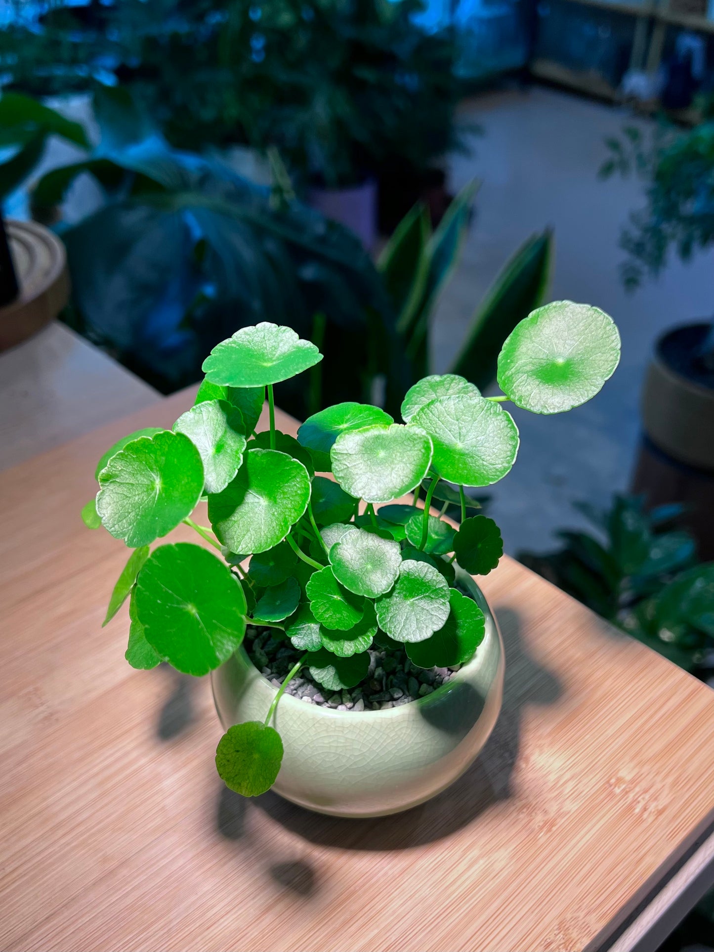 Hydrocotyle Vulgaris in Light Green Ceramic Pot