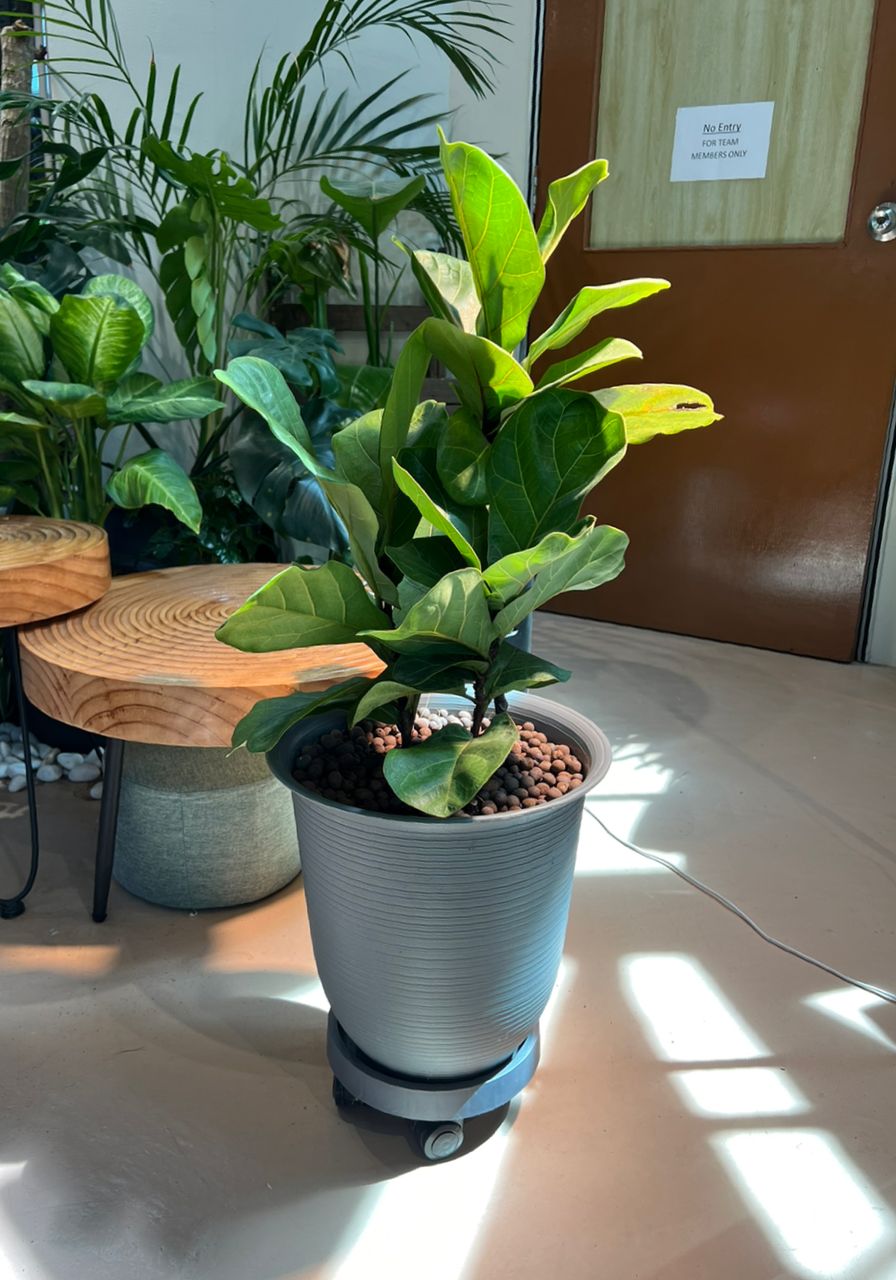 fiddle leaf fig tree 中文 Fiddle Leaf Fig (琴葉榕)