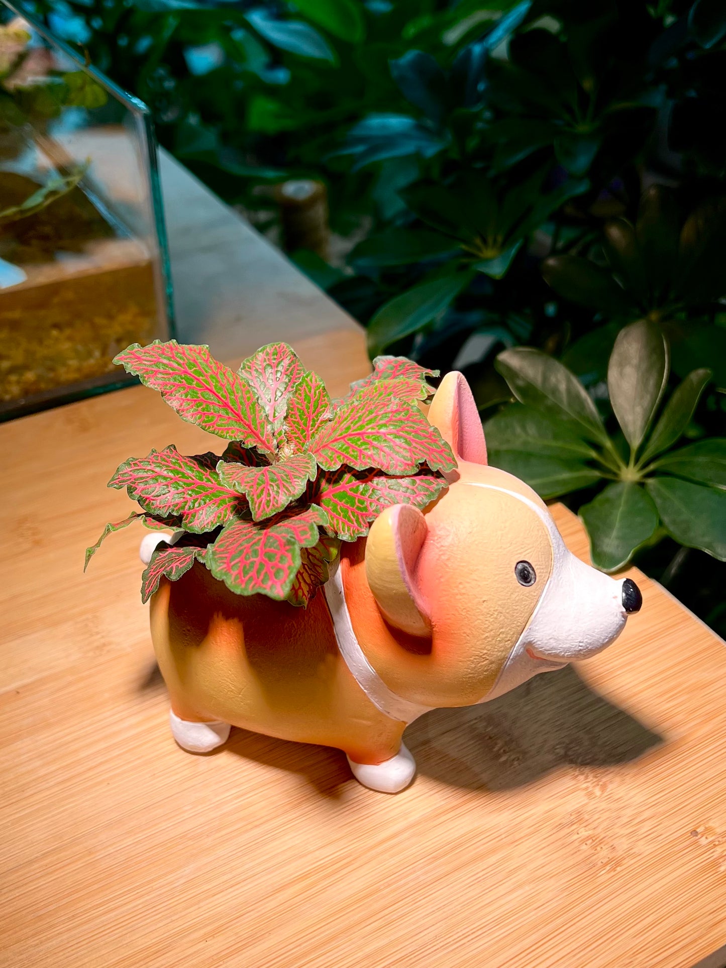 Red Vein Fittonia in Adorable Doggie Pot