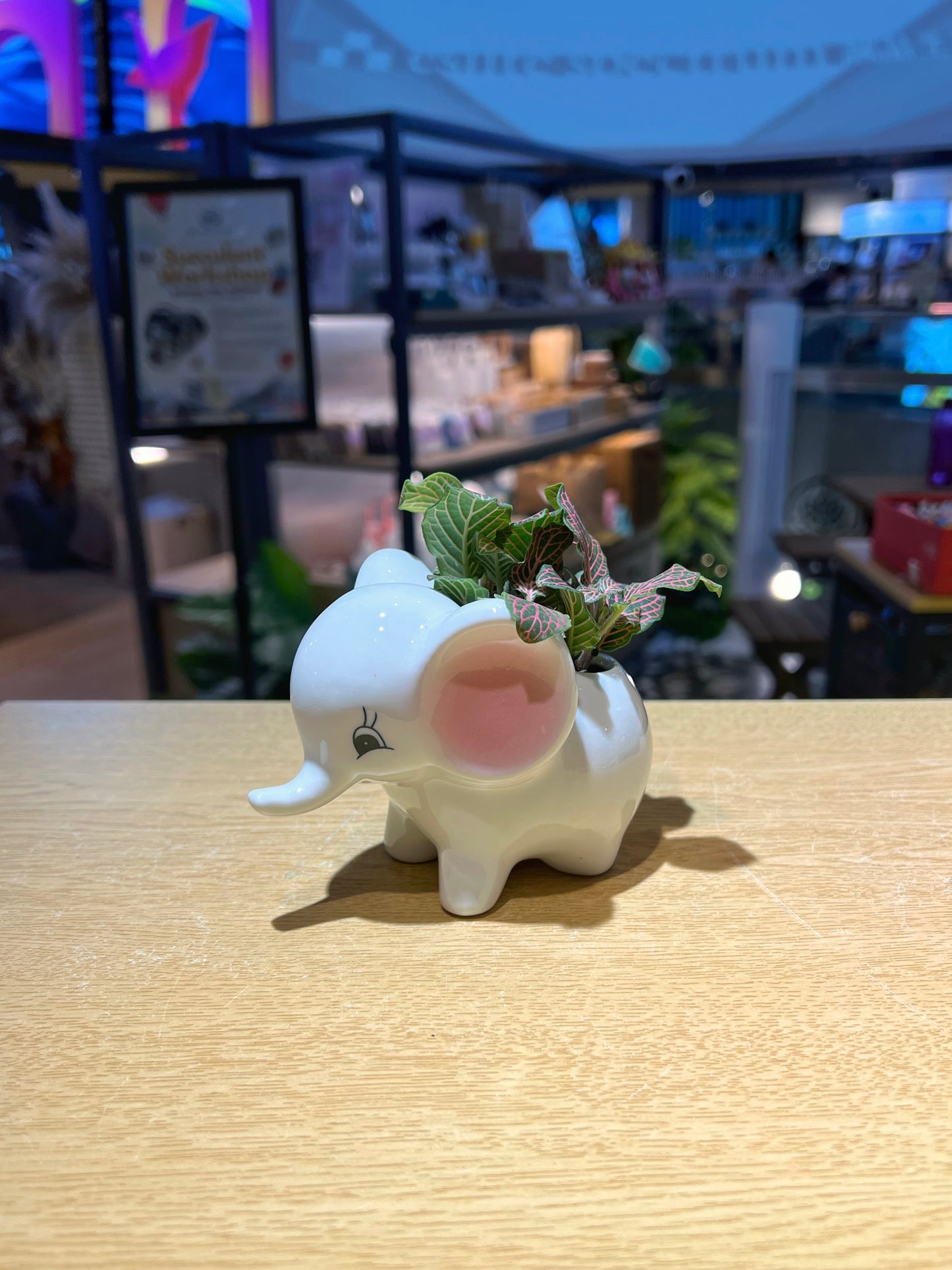 Fittonia in Cutie Elephant Pot