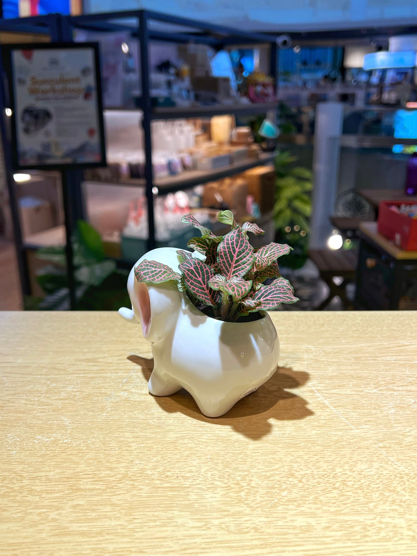 Fittonia in Cutie Elephant Pot