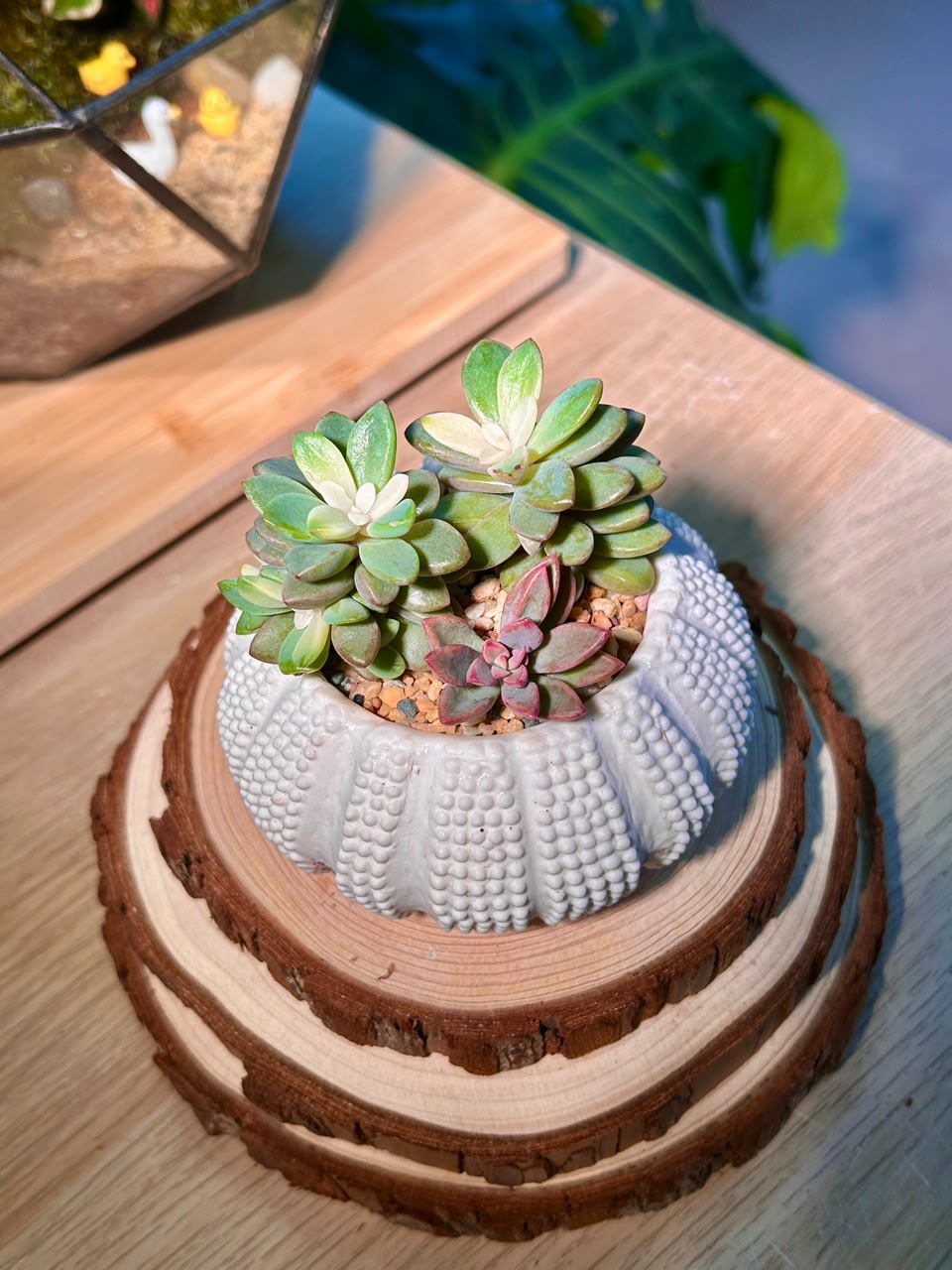 Echeveria Manaudes (Succulent) in a Sea Urchin Ceramic Pot