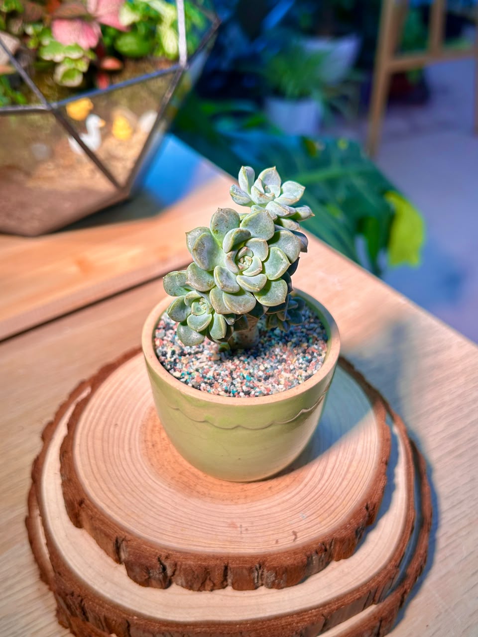 Echeveria Tinkerbell Variegated (Succulent) in a Ceramic Pot