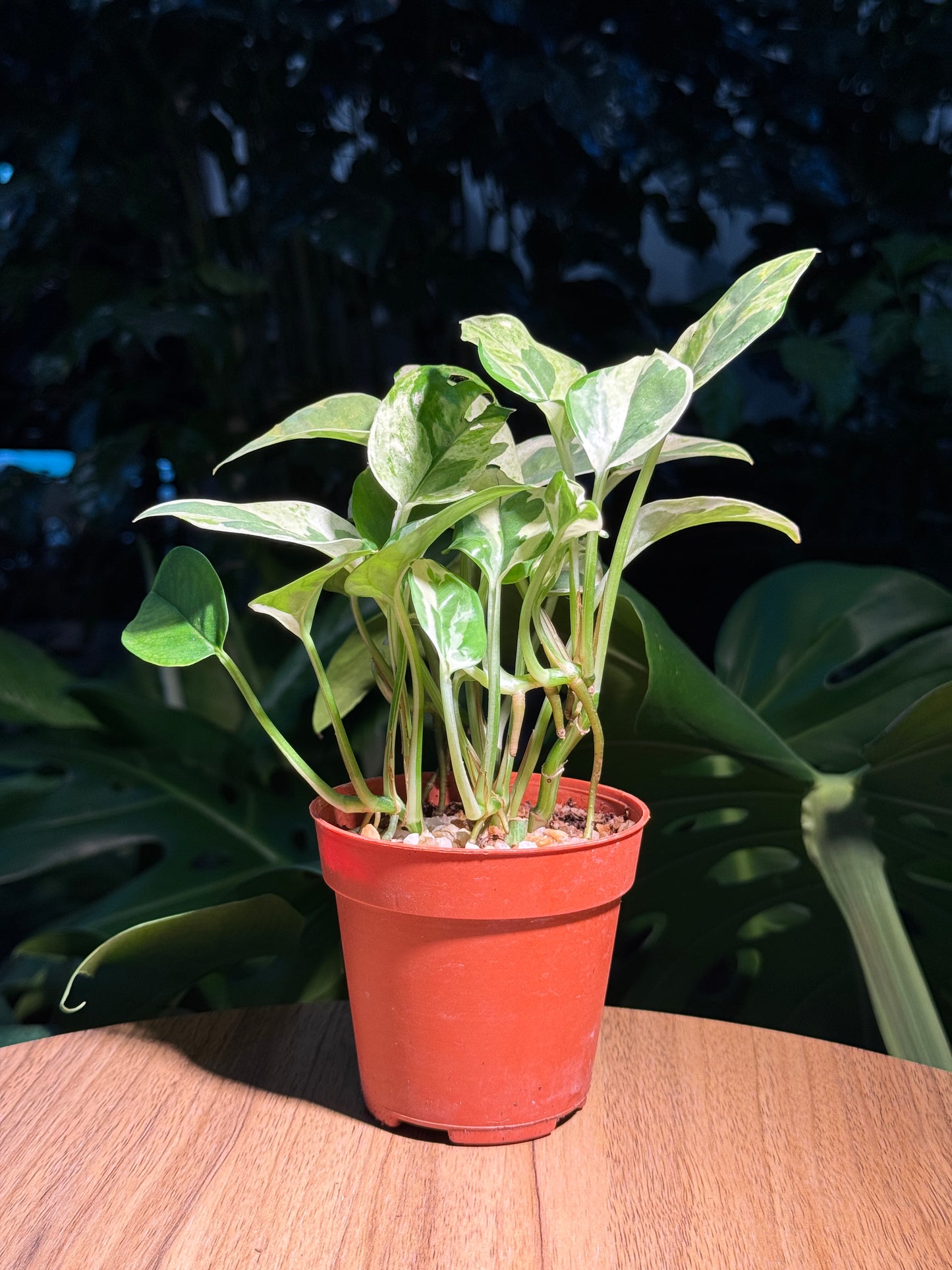 Golden Pothos in Plastic Pot