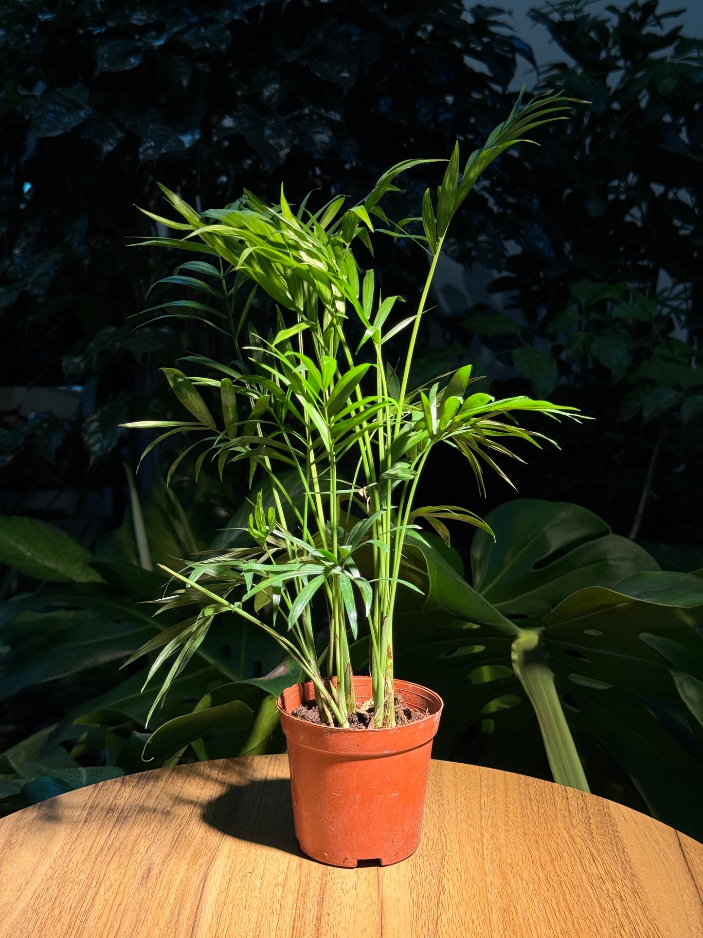 Bamboo Palm in Plastic Pot