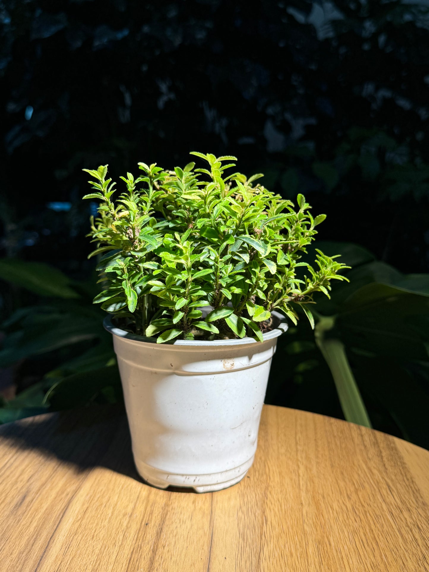 Alternanthera in Plastic Pot (M)