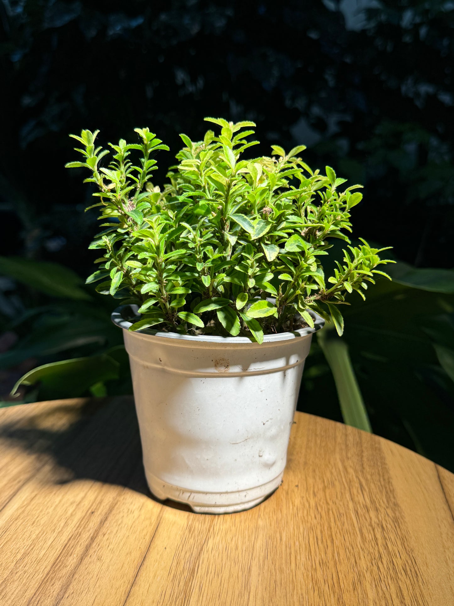Alternanthera in Plastic Pot (M)