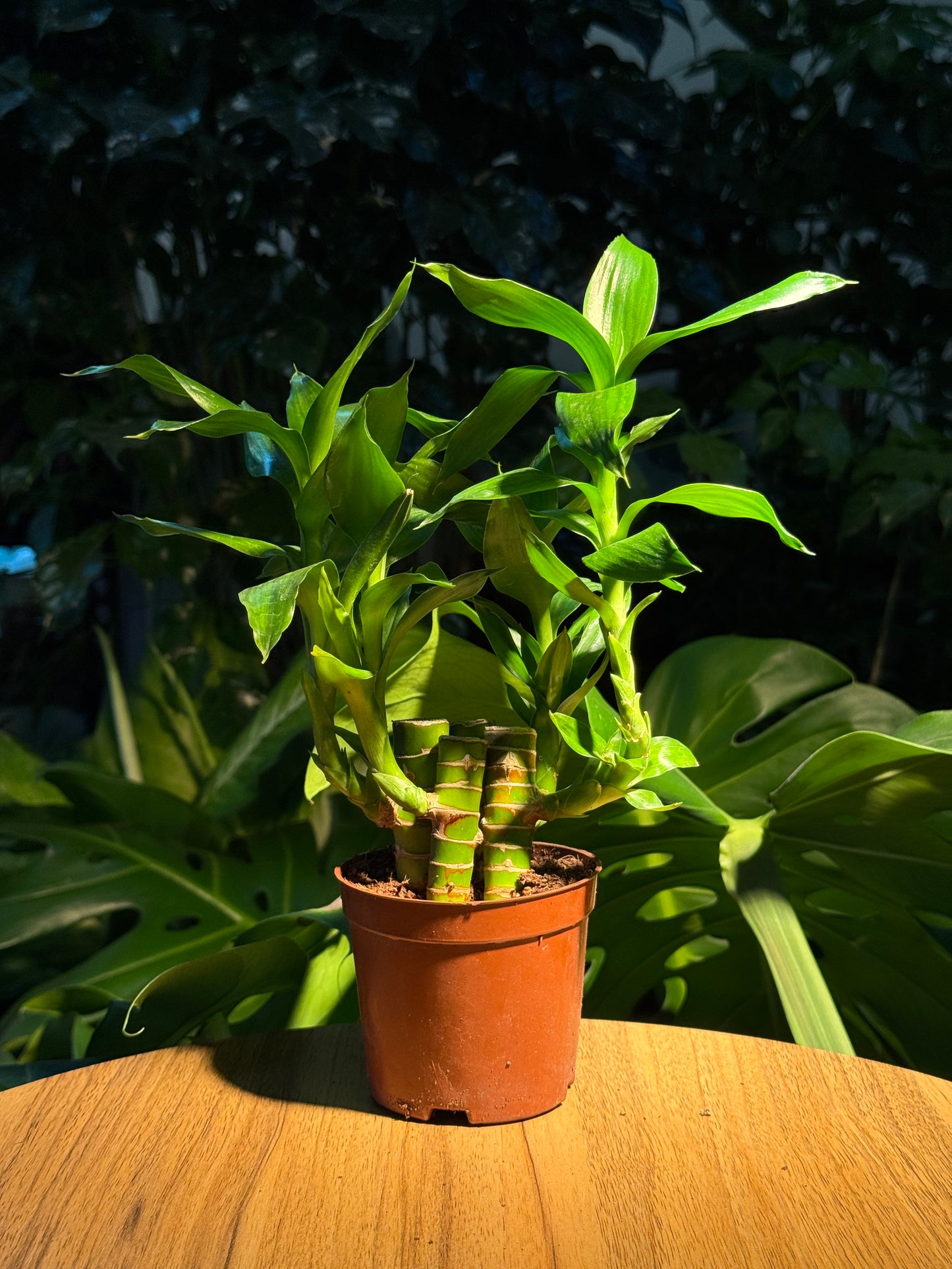 Lucky Bamboo in Plastic Pot