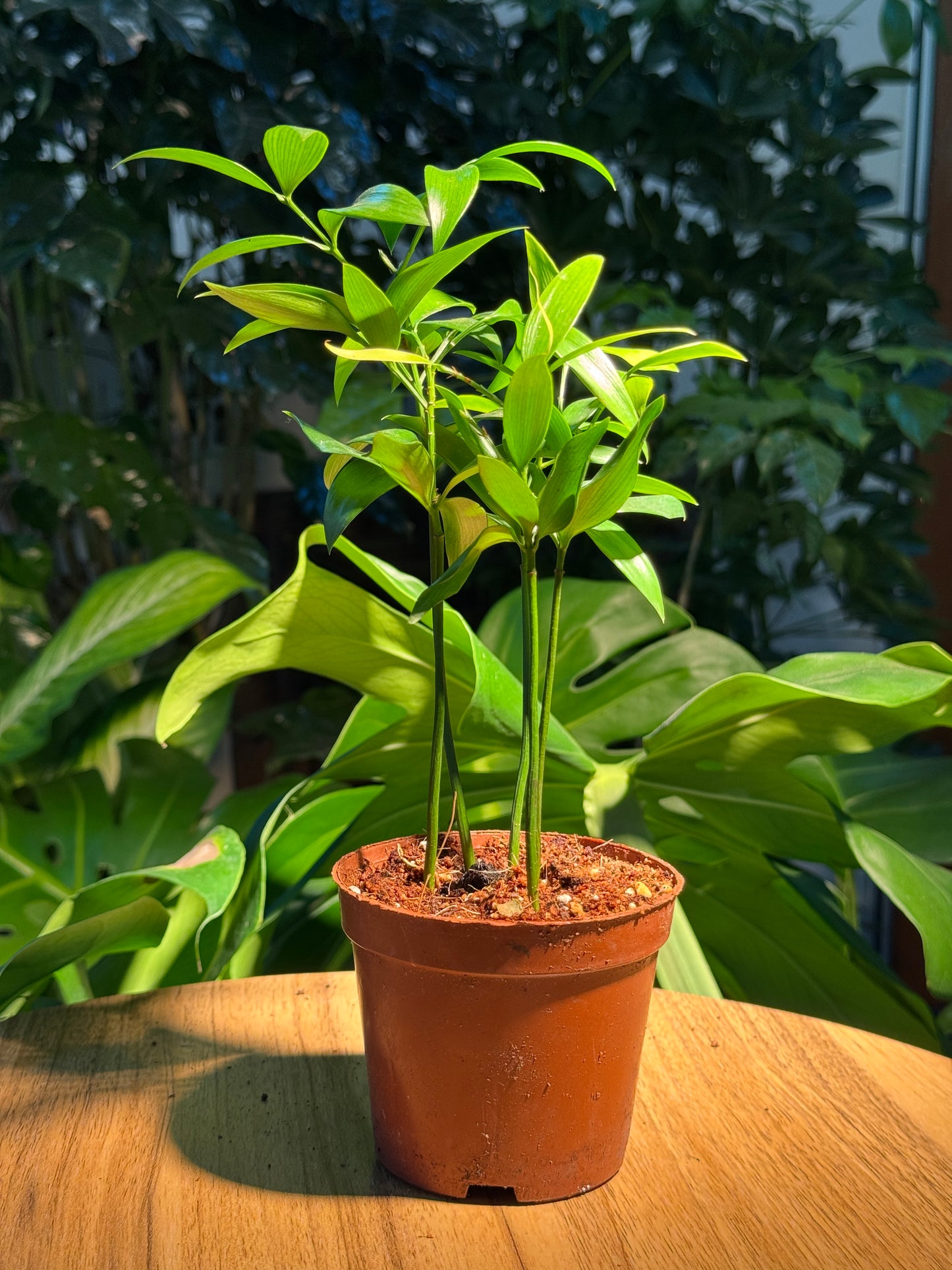 Nageia Nagi in Plastic Pot