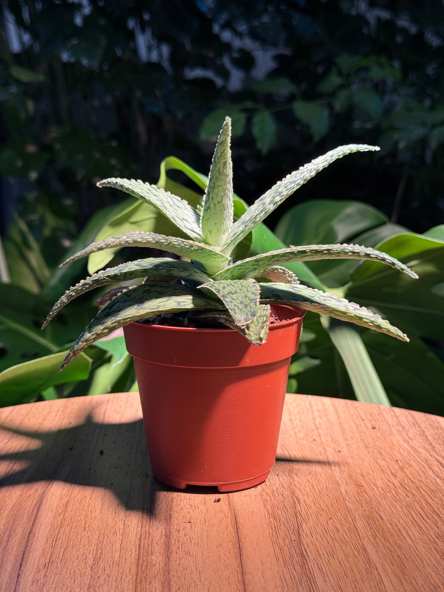 Aloe Piranha in Plastic Pot